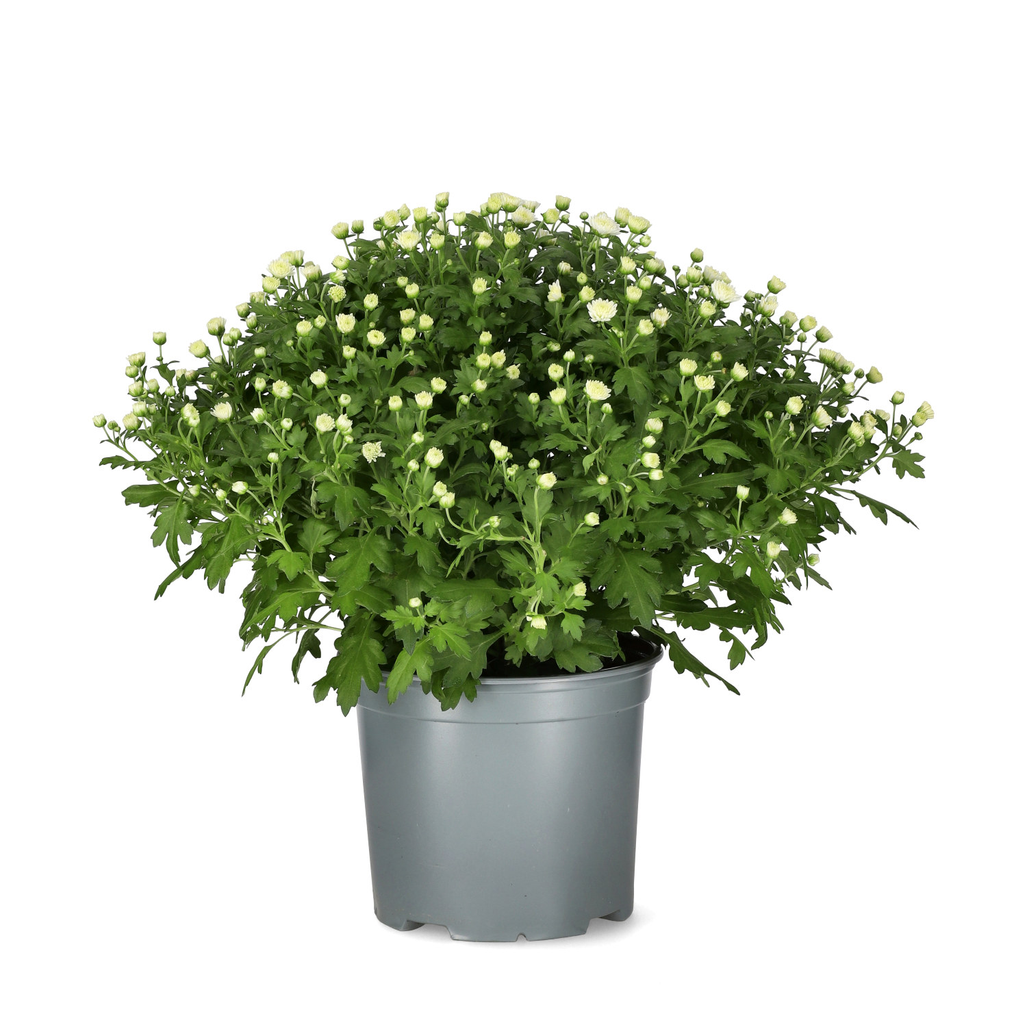 Chrysanthemum ind. White 19 cm