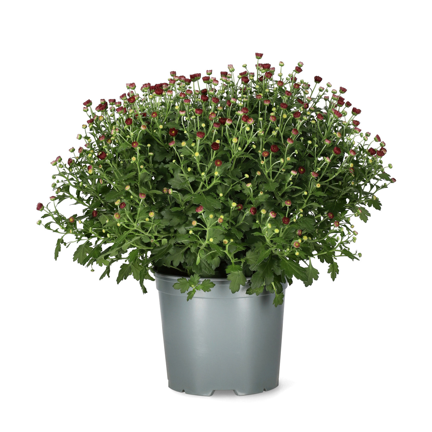 Chrysanthemum ind. Red 19 cm
