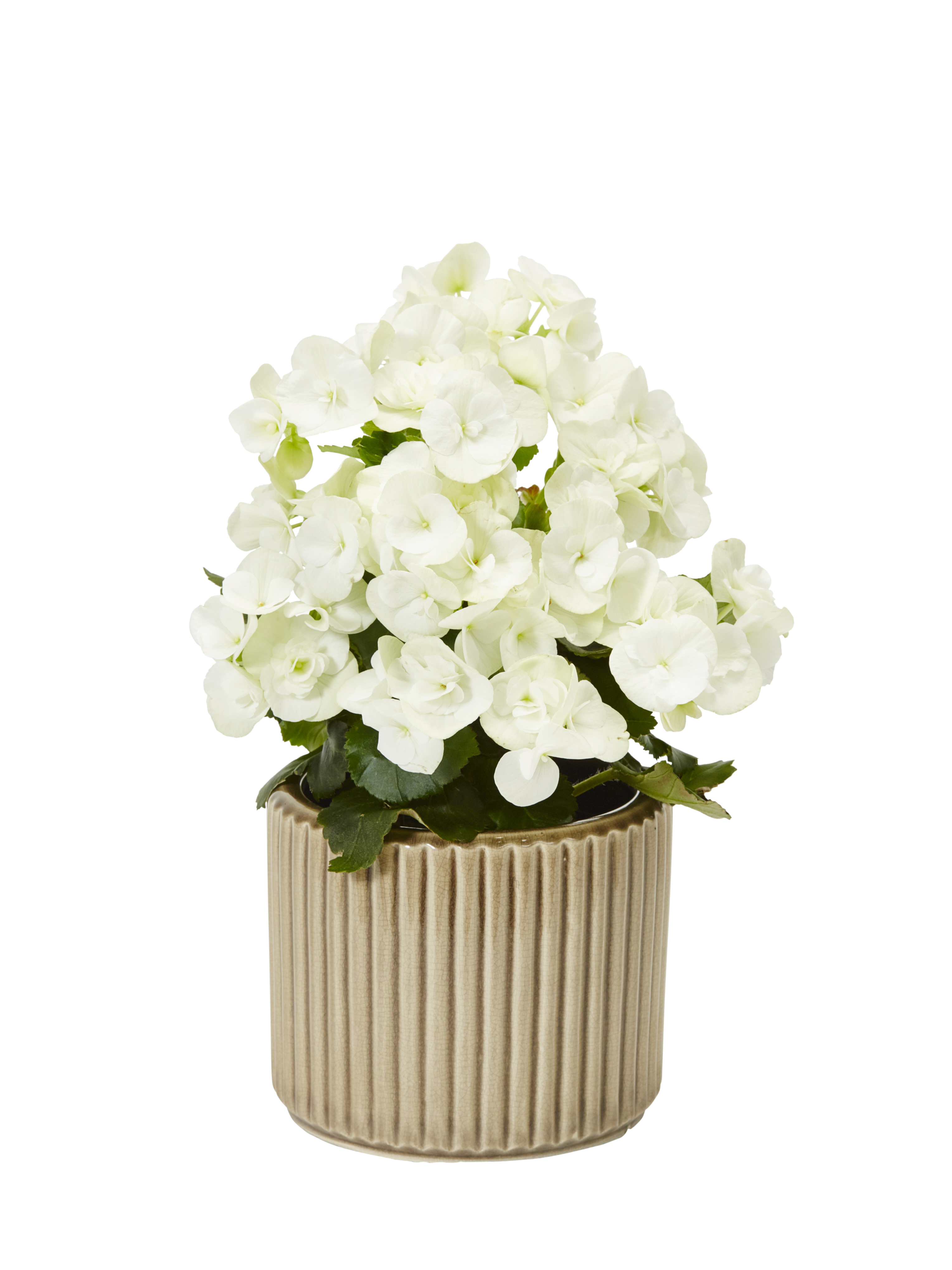 Begonia Bigflower Orange 12 cm