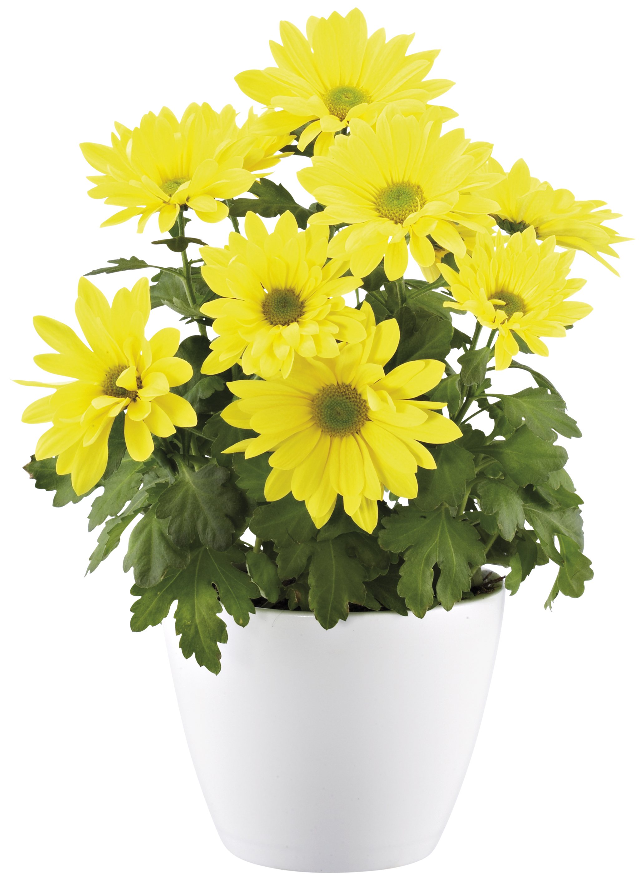 Dendranthema 3-plant Easter 12 cm