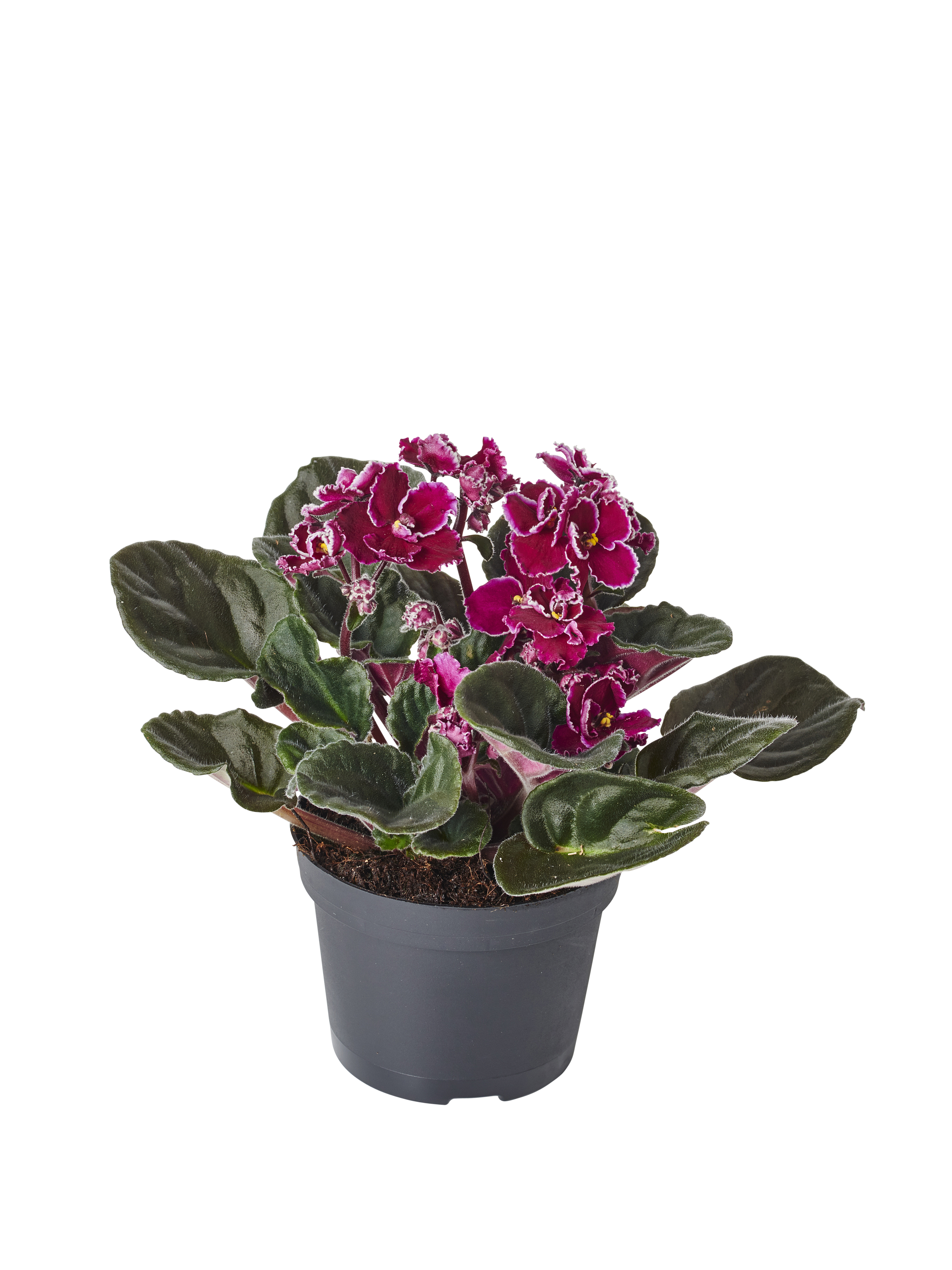 Saintpaulia ionantha Purple 12 cm