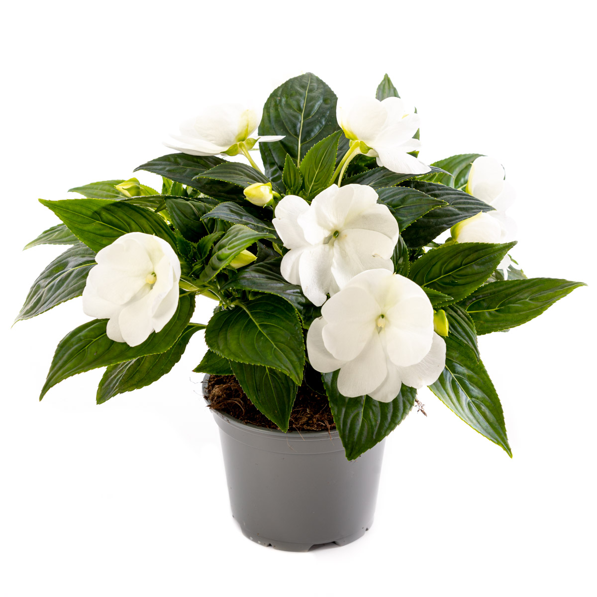 Lyckliga Lotta 'New Guinea'