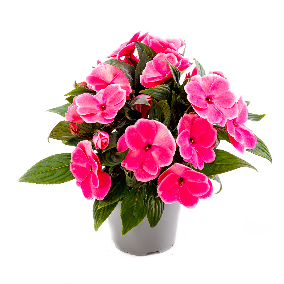 Impatiens N.G. Pink 12 cm