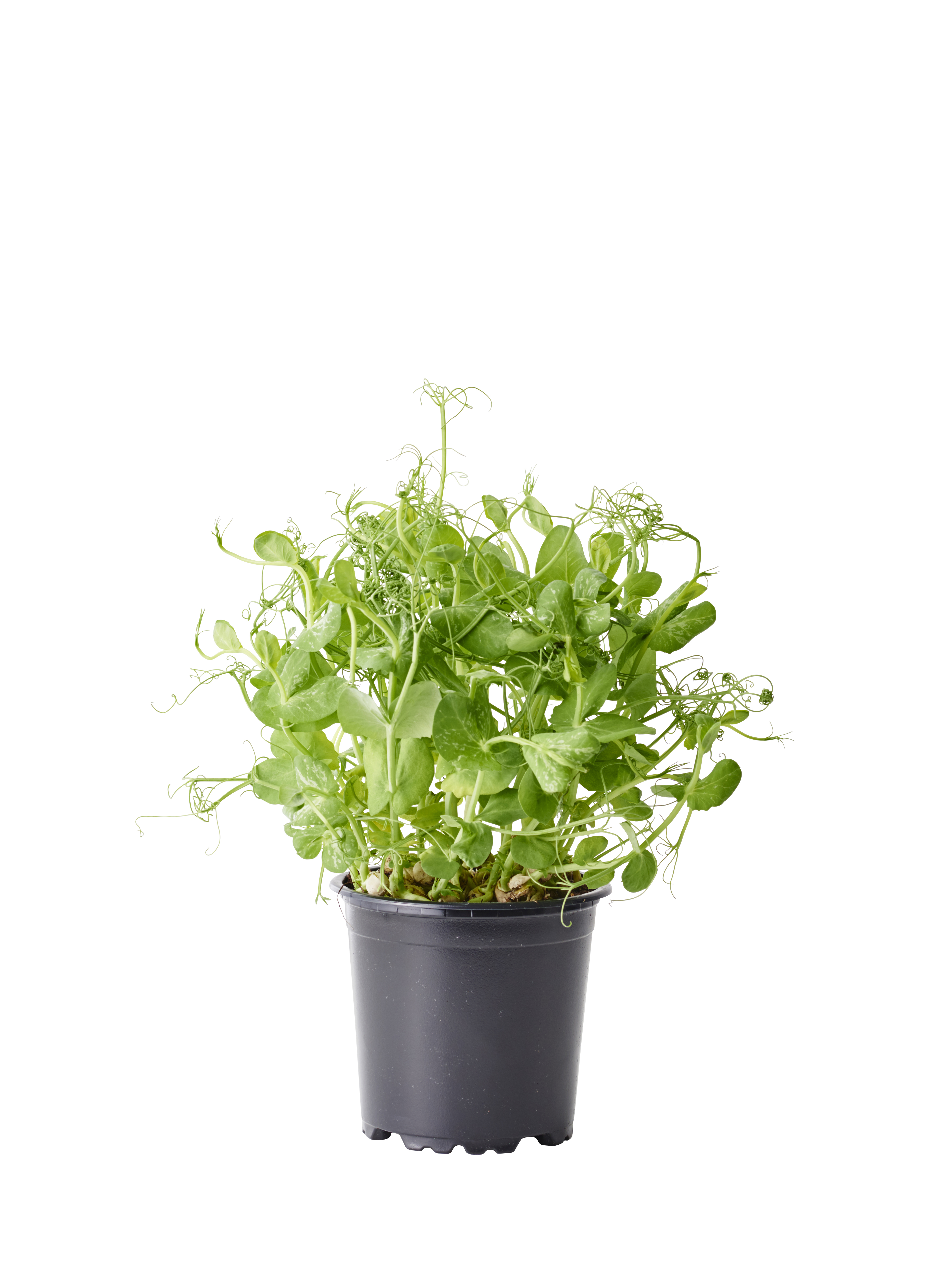 All N. Pisum sativum 12 cm