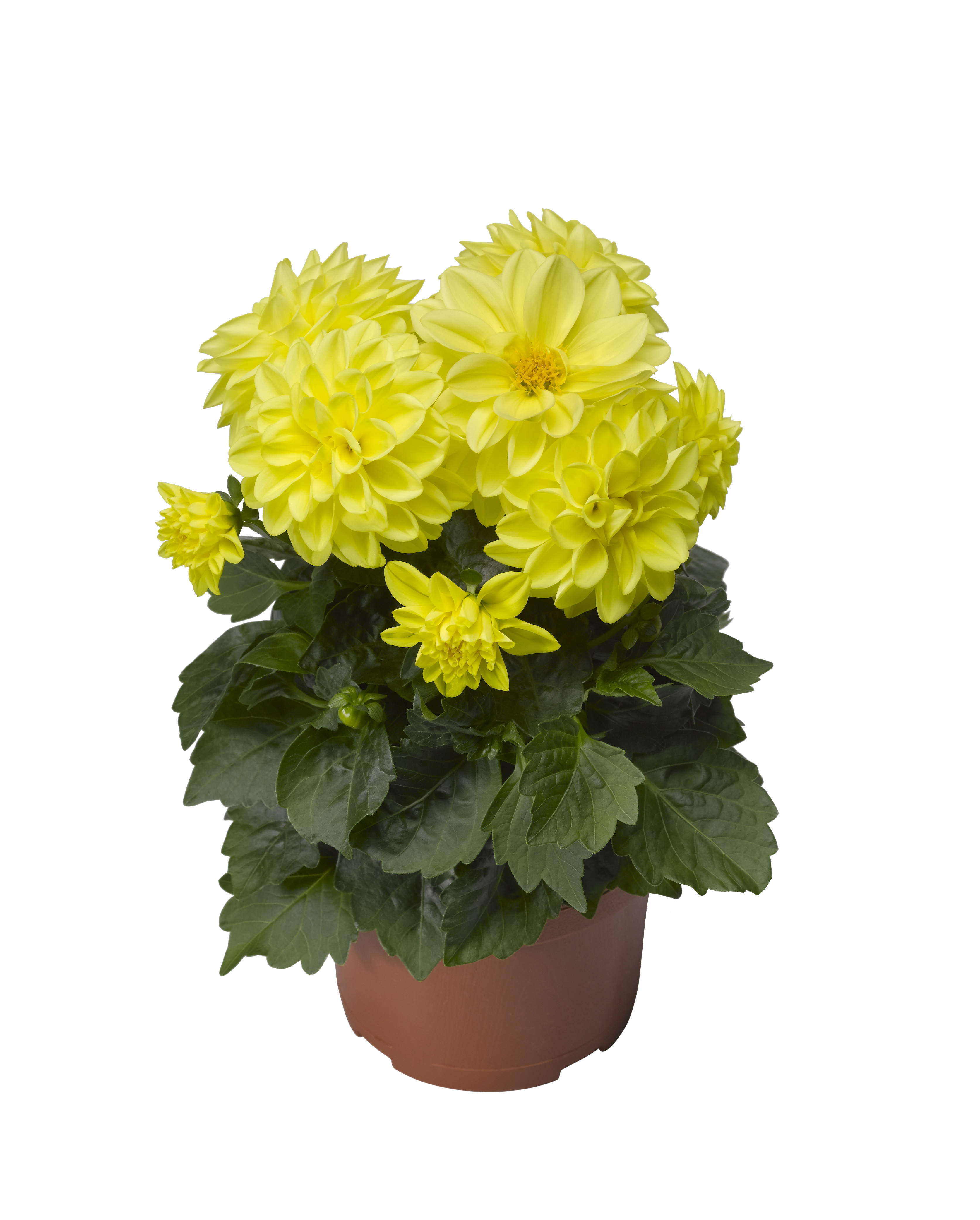 Dahlia green leaf, double fl. Yellow 12 cm