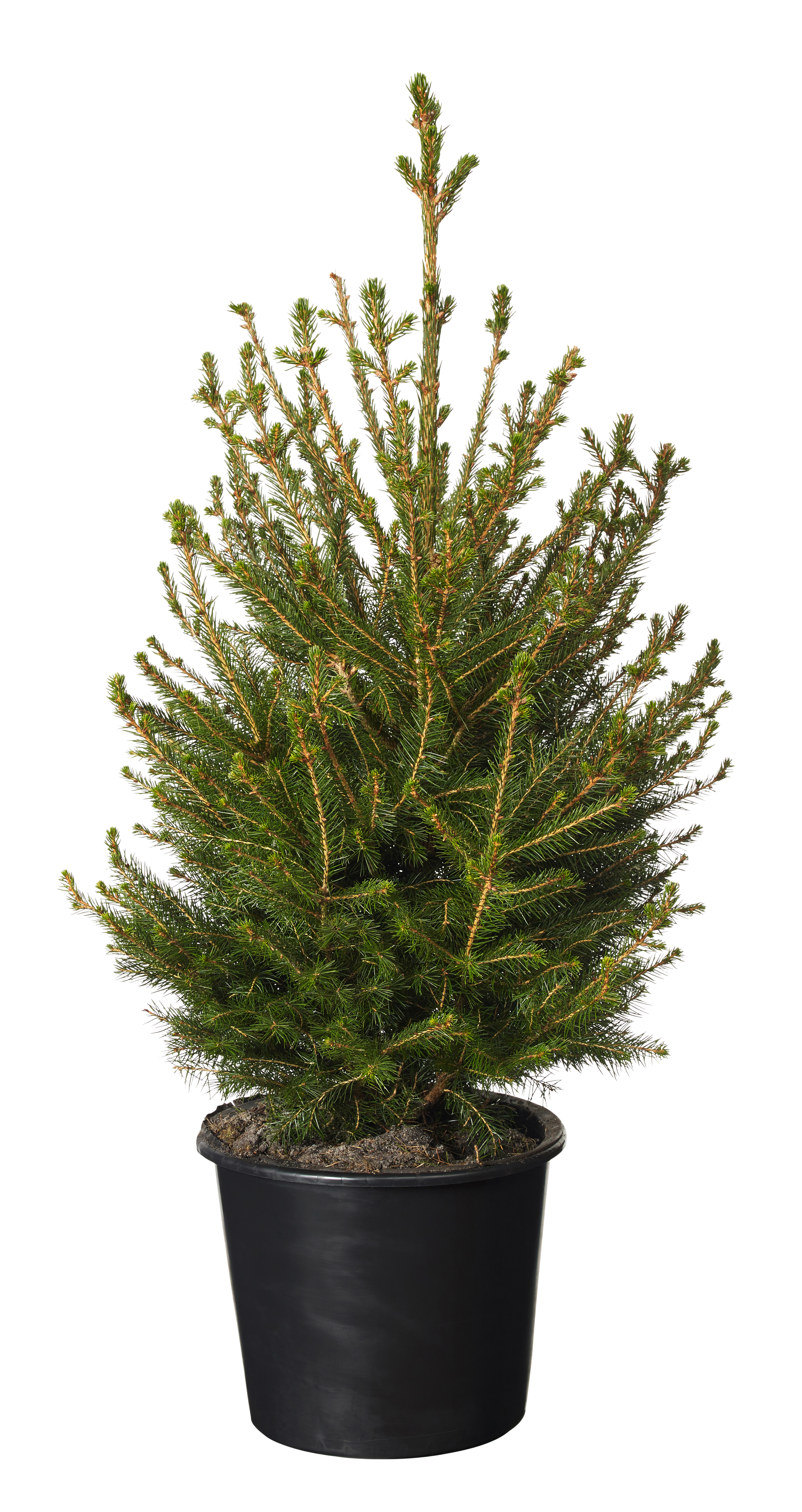 Picea abies 80 cm 27 cm