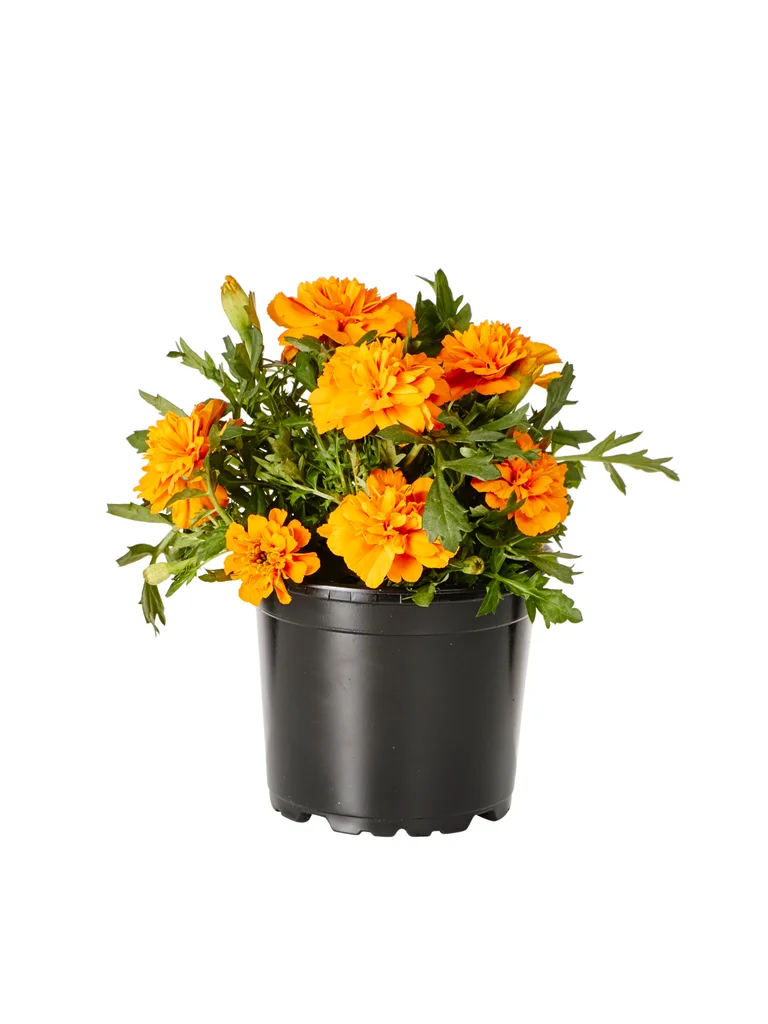 Tagetes Småblommig