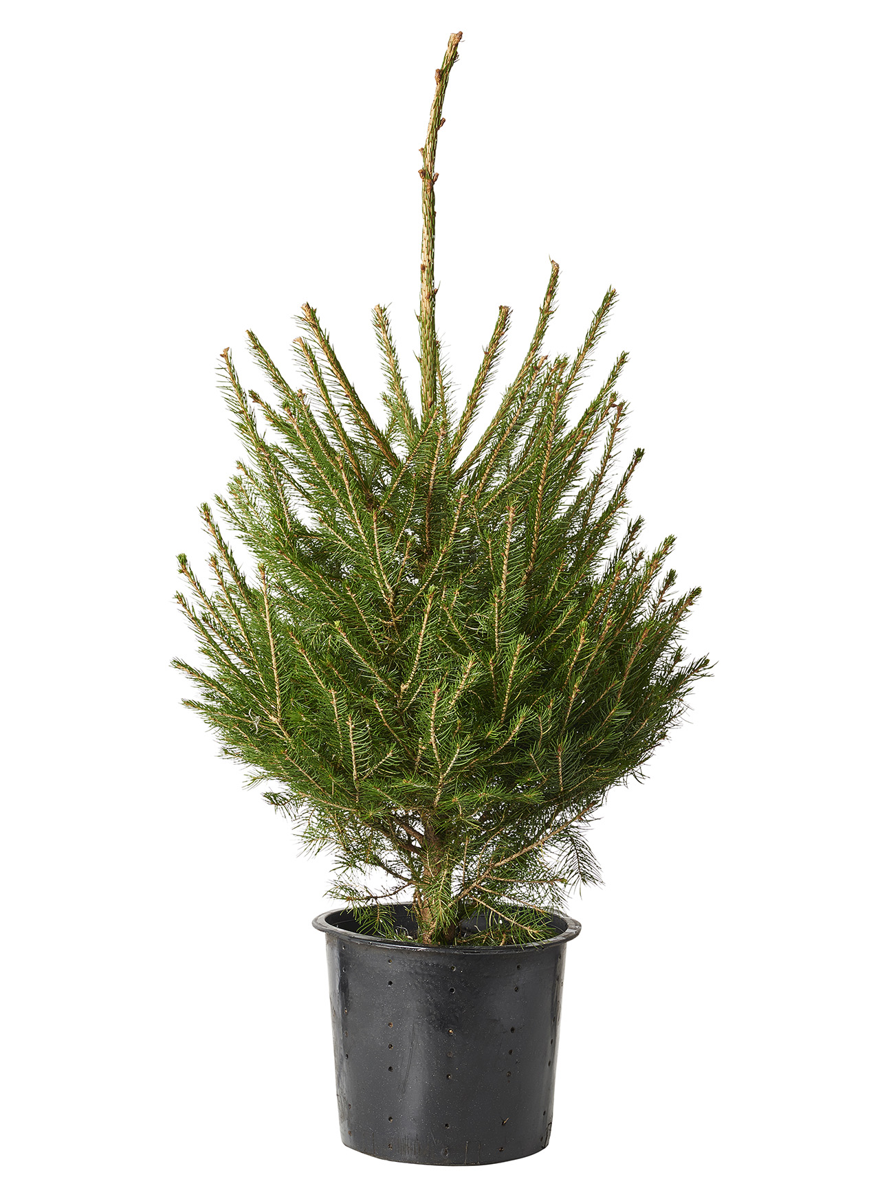 Picea abies 80 cm 27 cm
