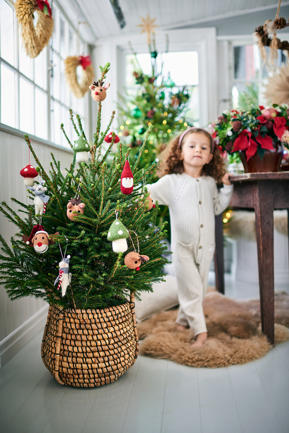 Picea abies 80 cm 27 cm