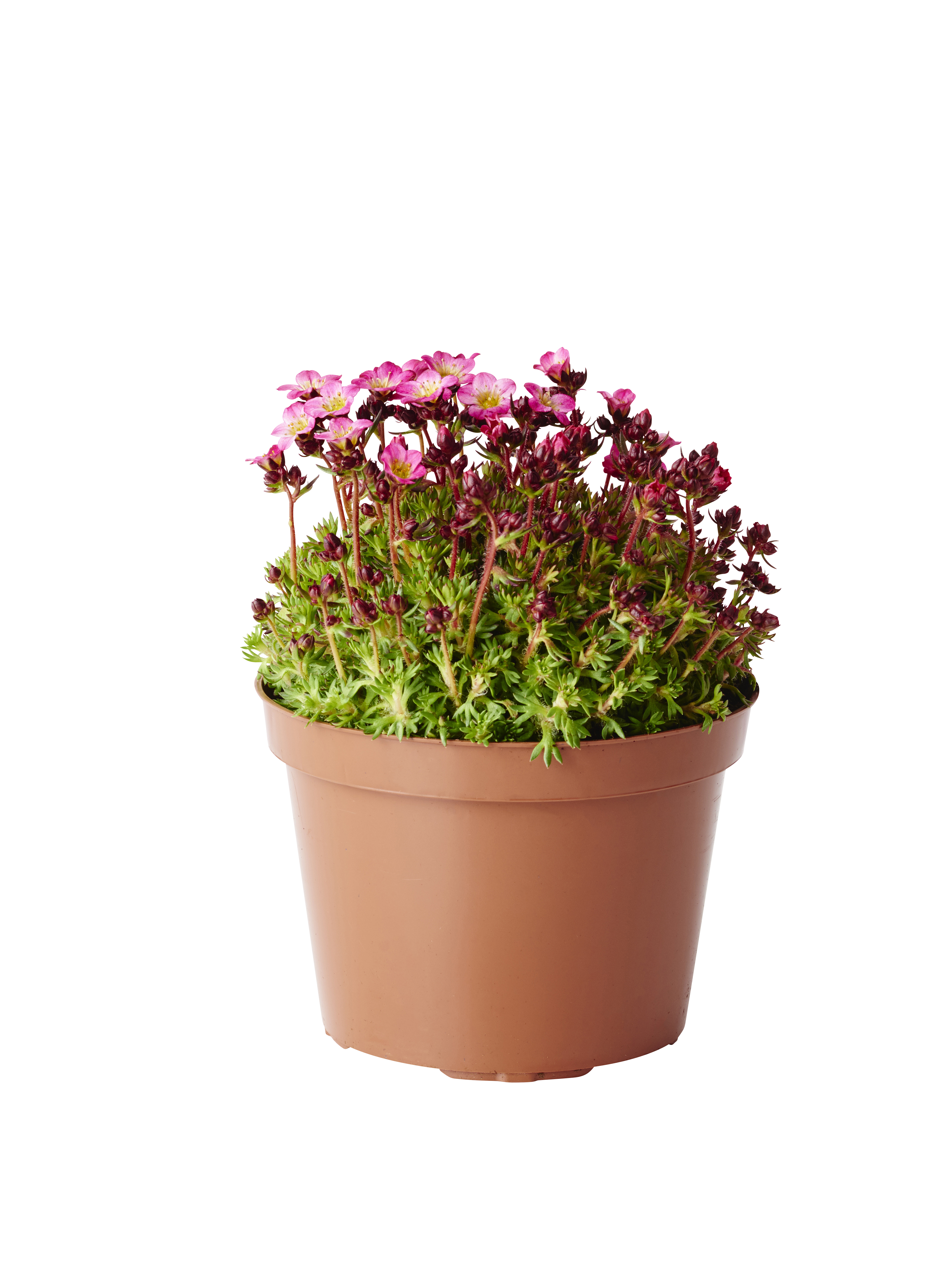 Rosenbräcka, olika sorter