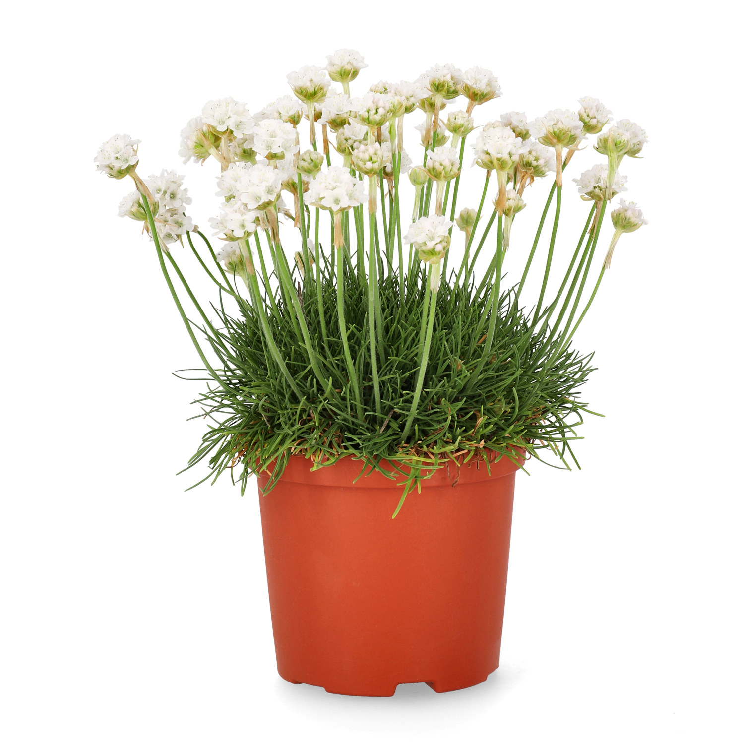Armeria maritima 12cm