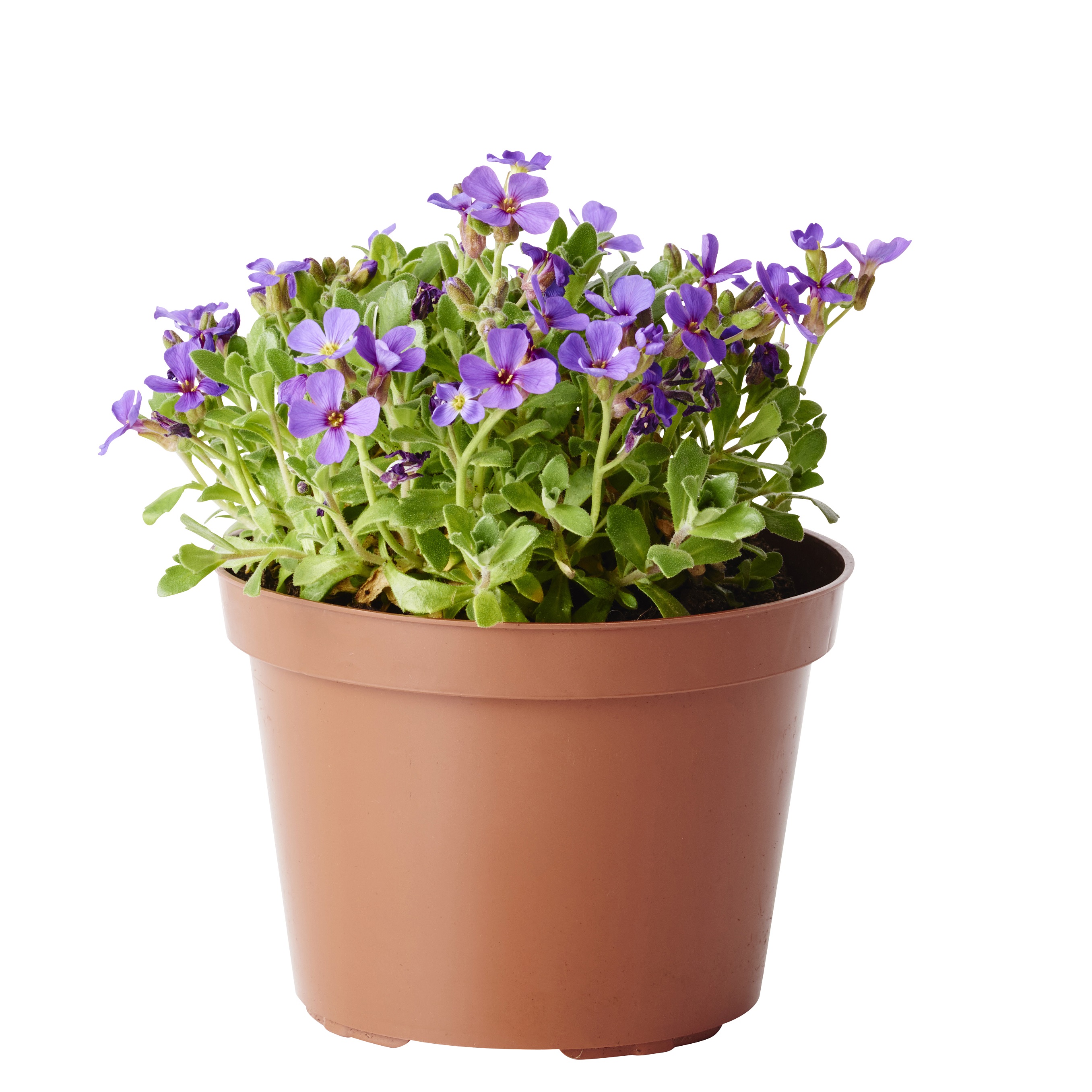 Aubrieta hybrida 12cm
