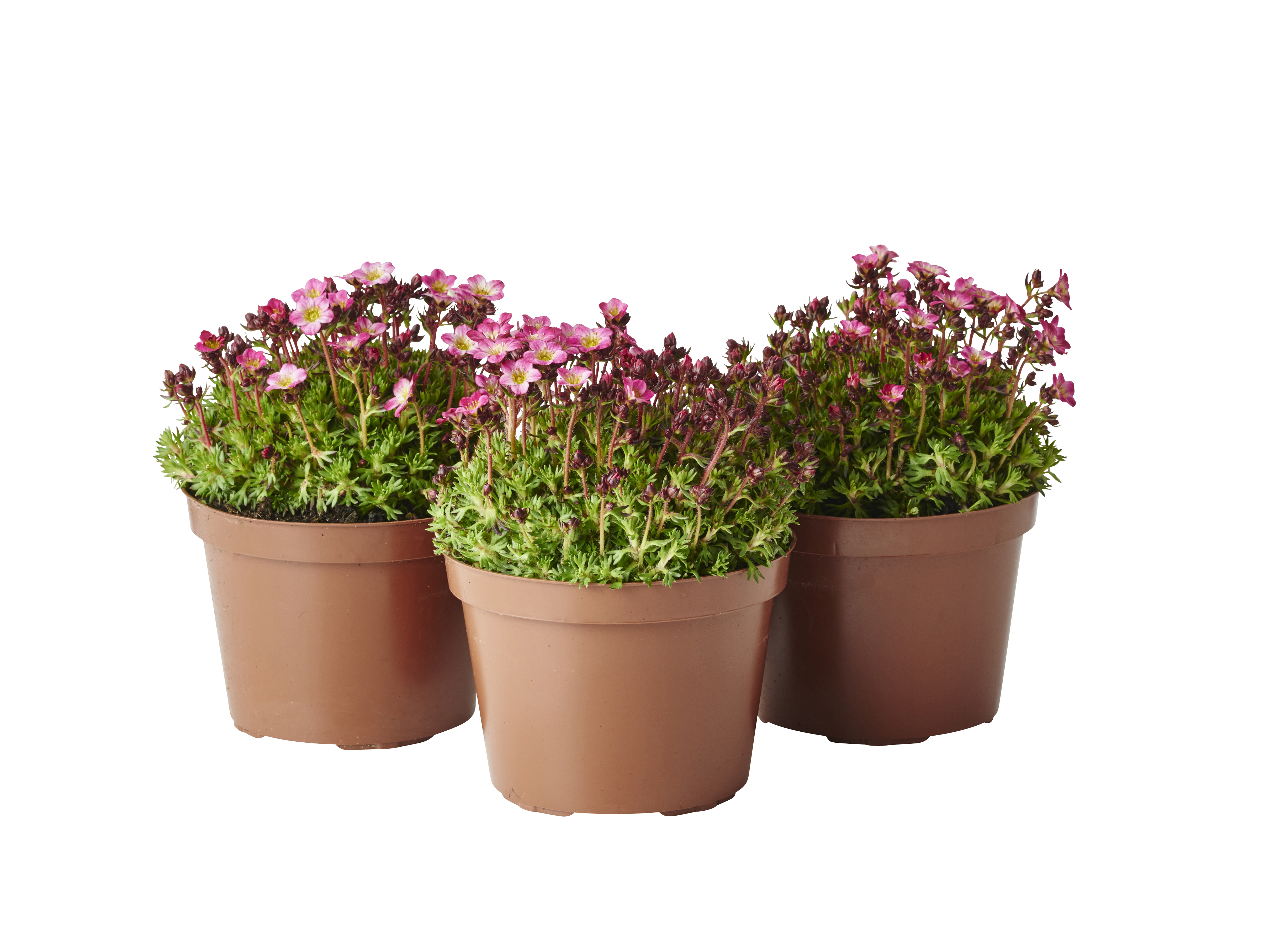 Rosenbräcka, olika sorter