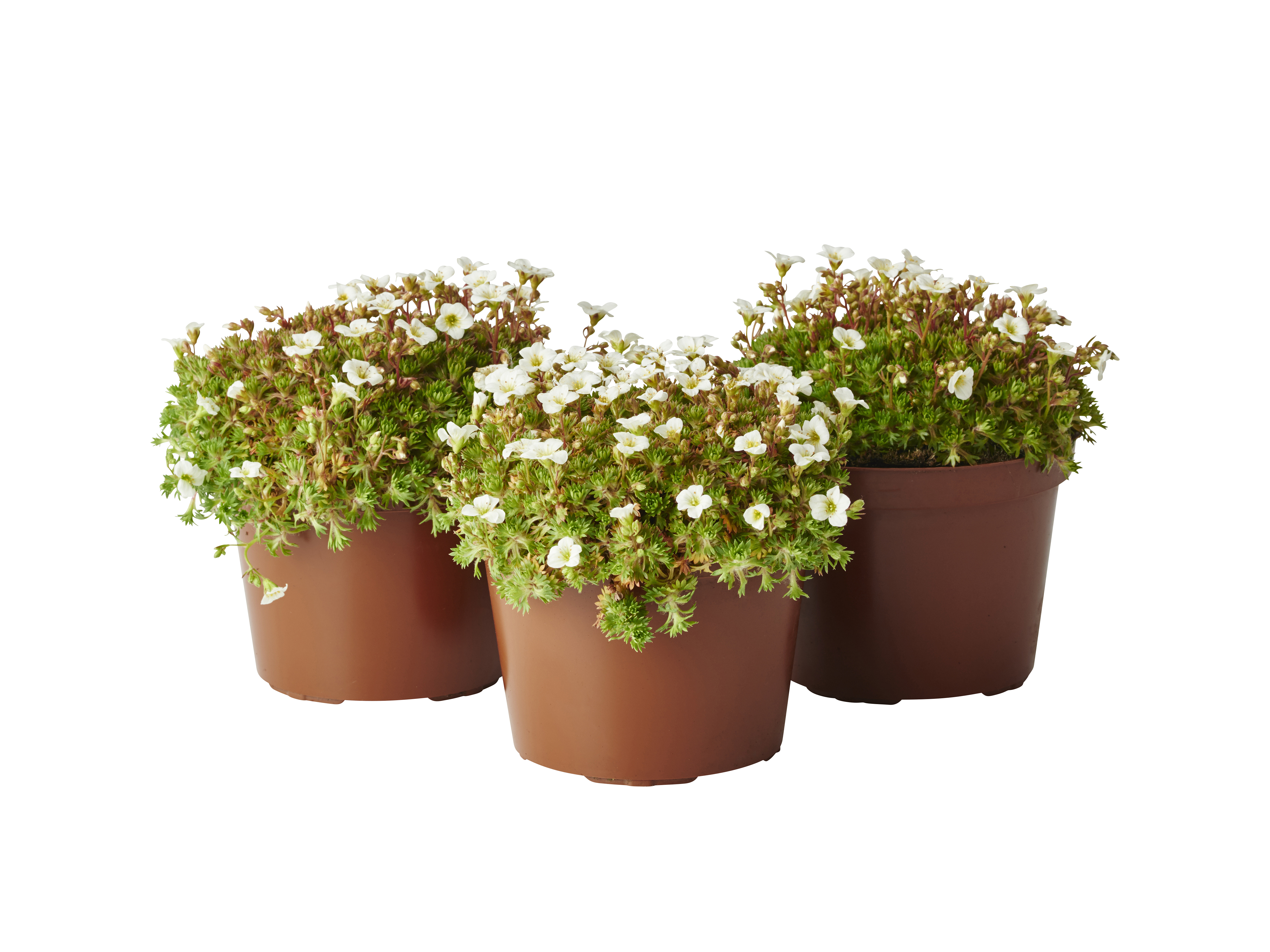 Rosenbräcka, olika sorter