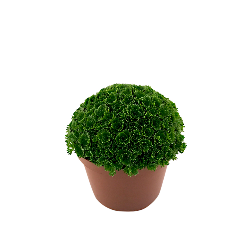 Rosenbräcka, olika sorter