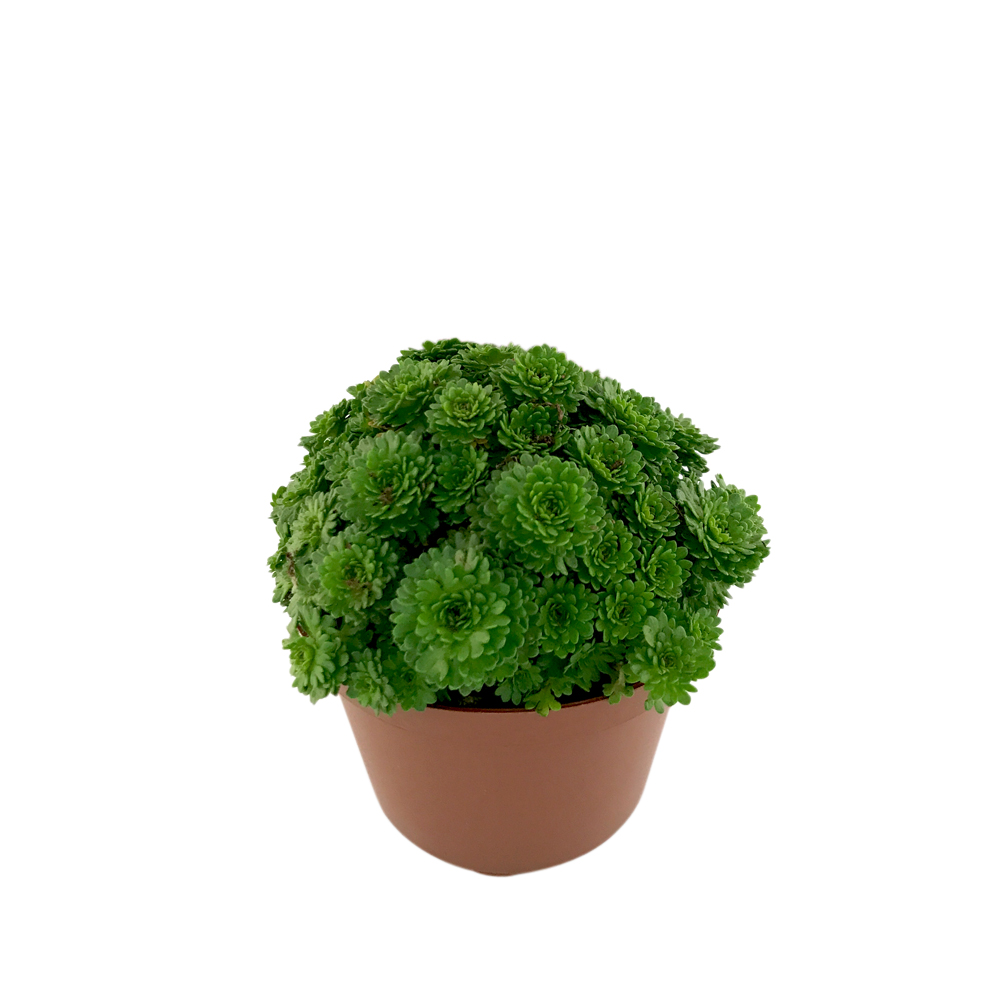 Rosenbräcka, olika sorter