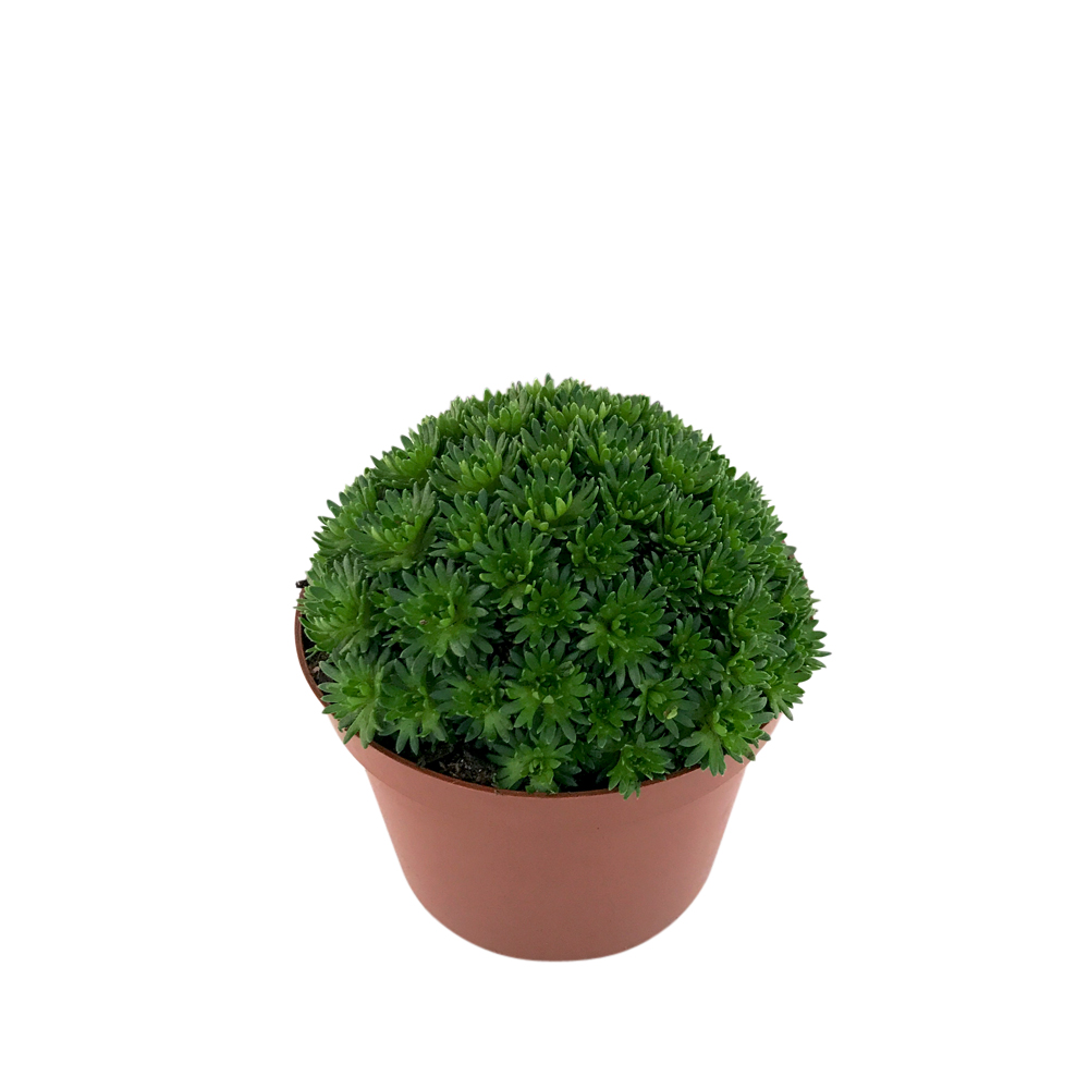 Rosenbräcka, olika sorter