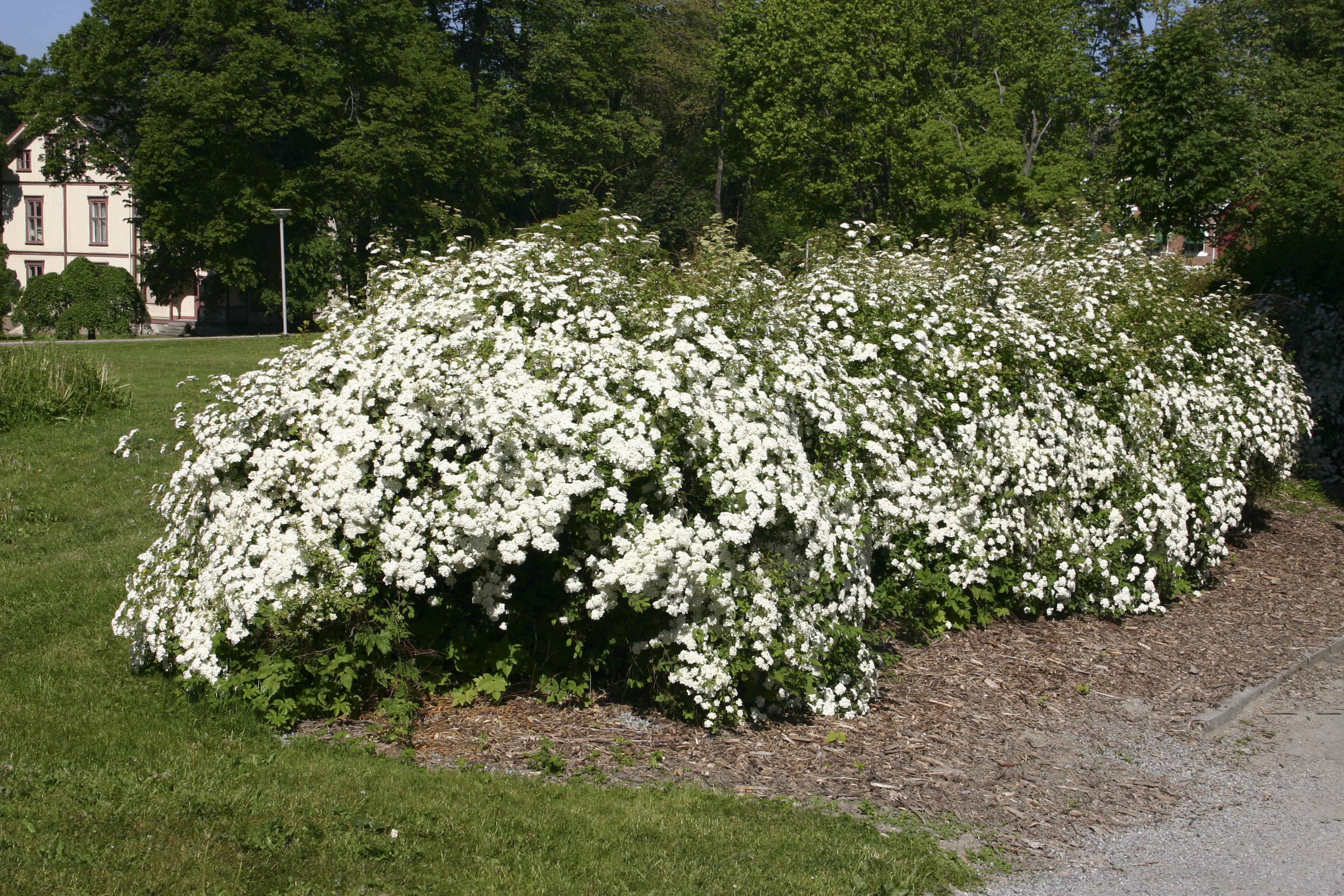 Spiraea x vanhouttei 2L