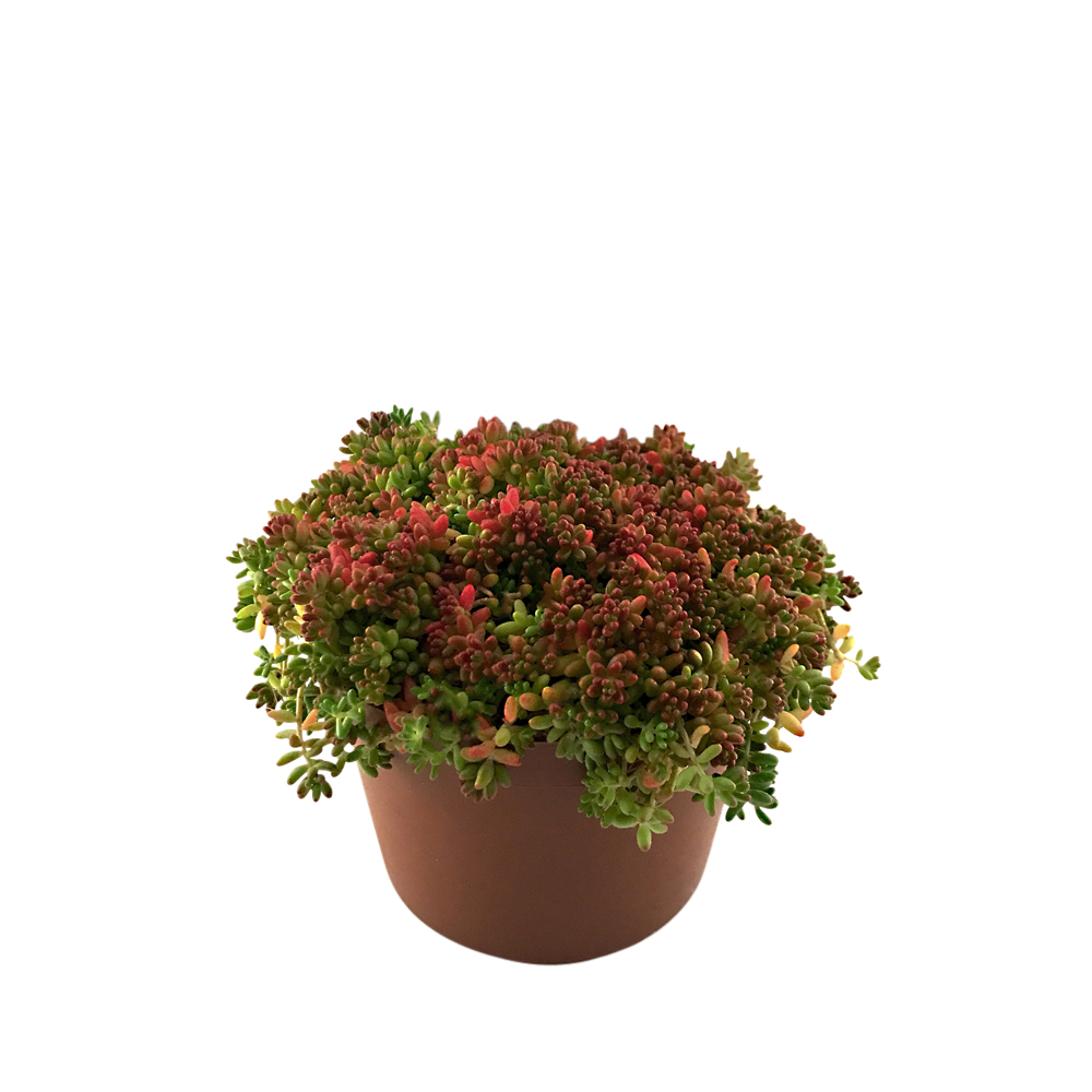Sedum, olika sorter