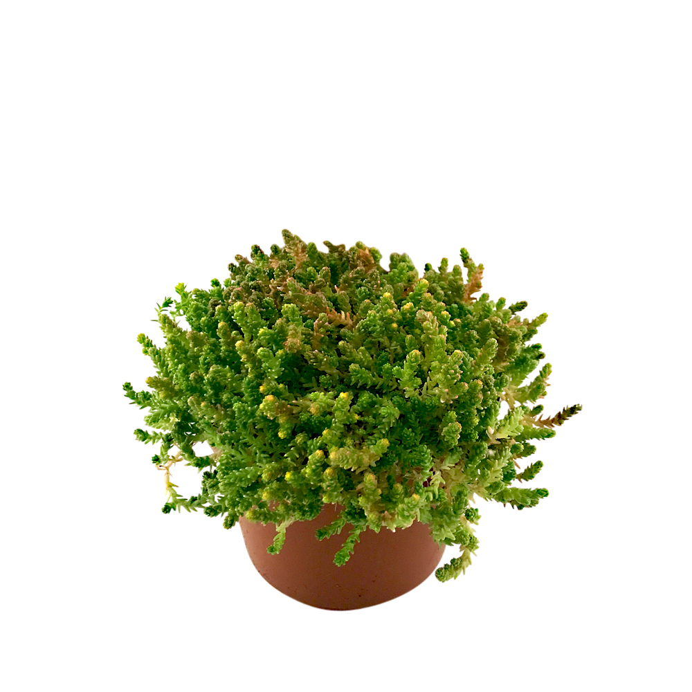 Sedum, olika sorter