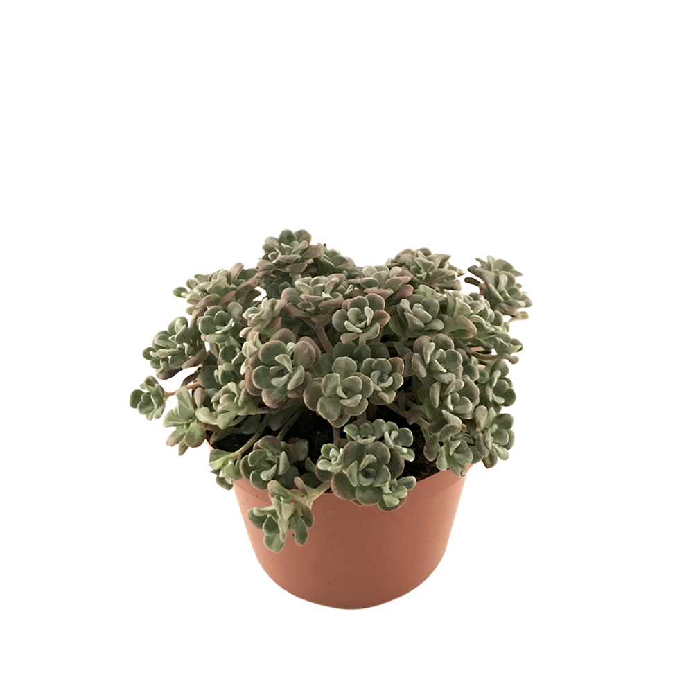 Sedum, olika sorter