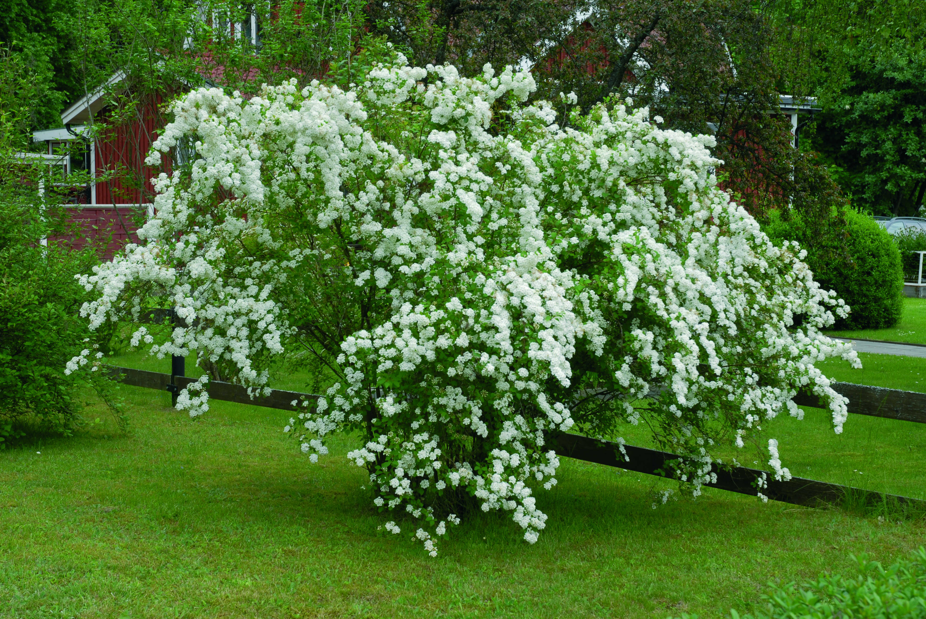 Spiraea x vanhouttei 2L