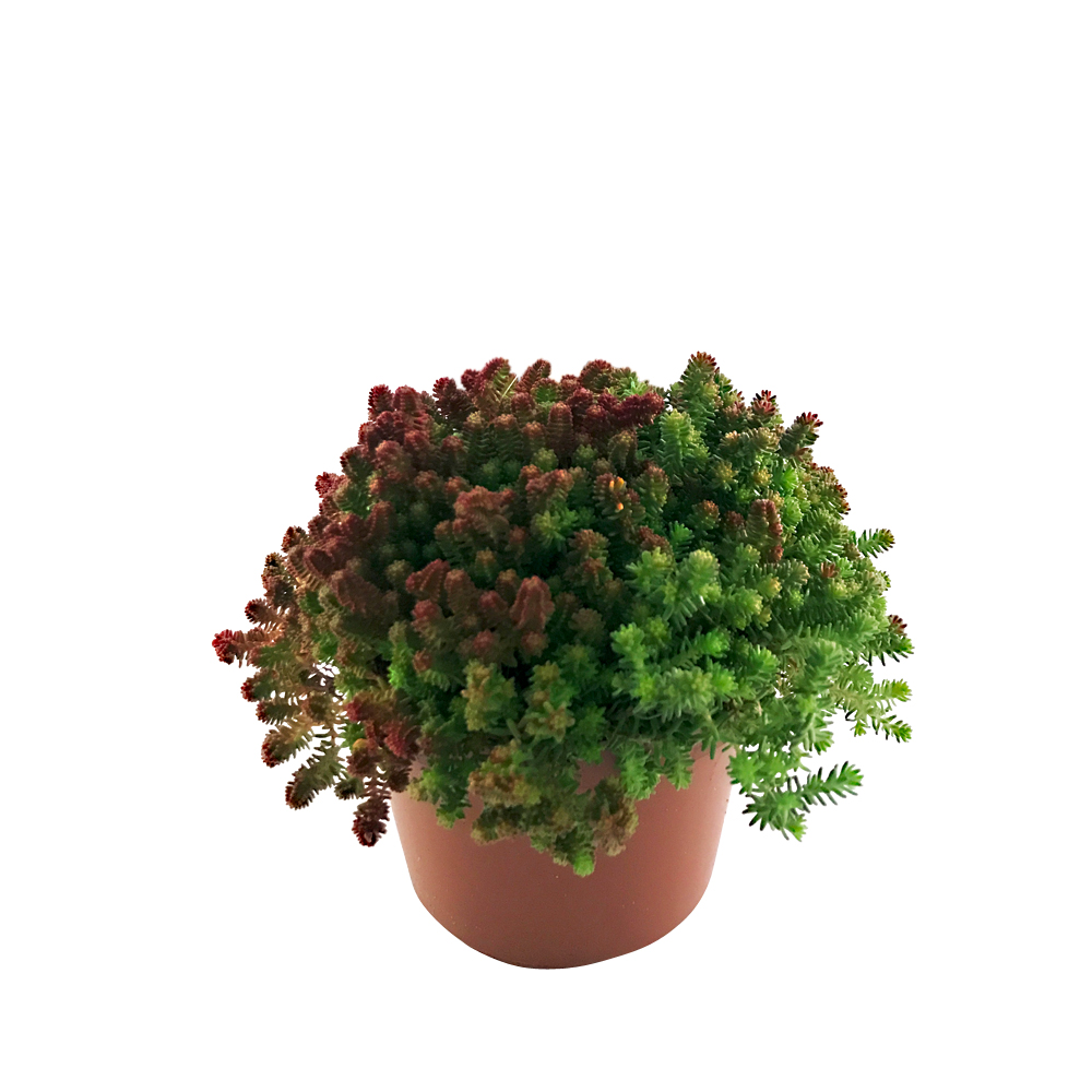 Sedum, olika sorter