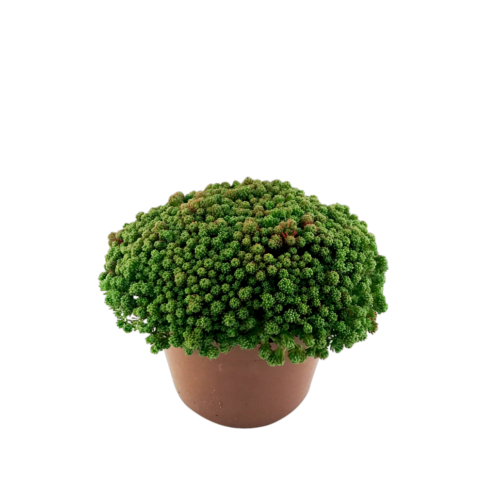 Sedum, olika sorter