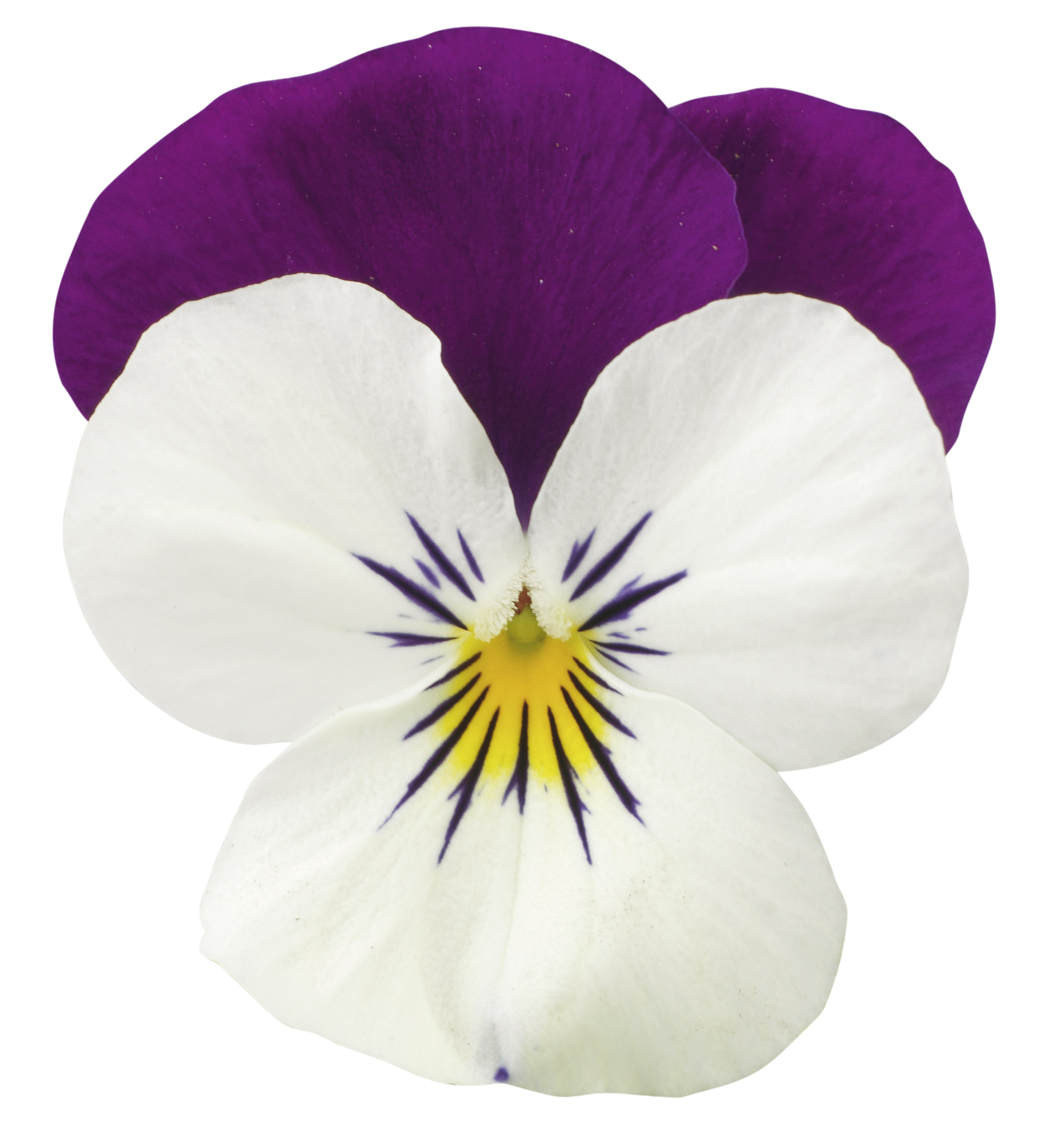 Stemor småblomstret