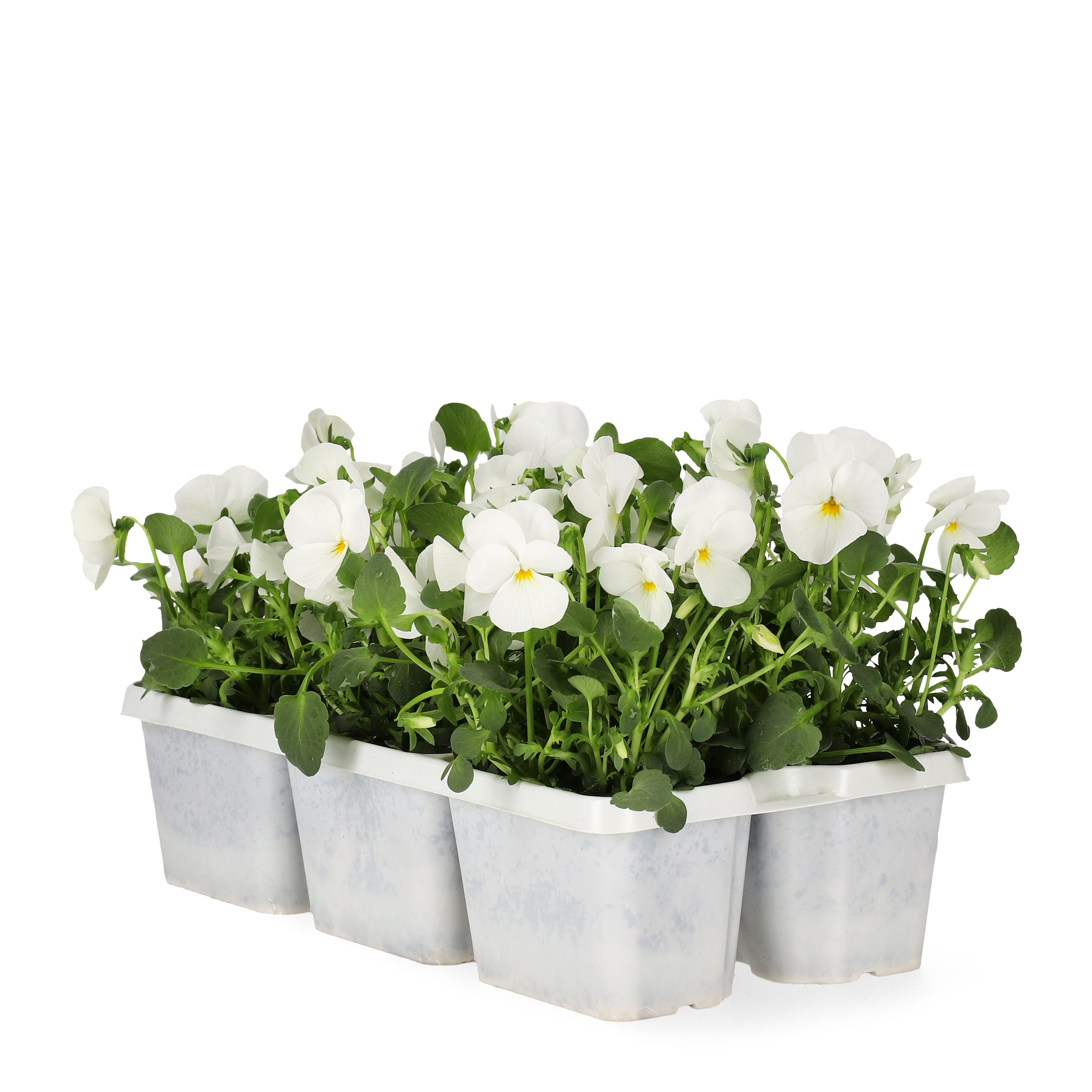 Pensé småblommig 