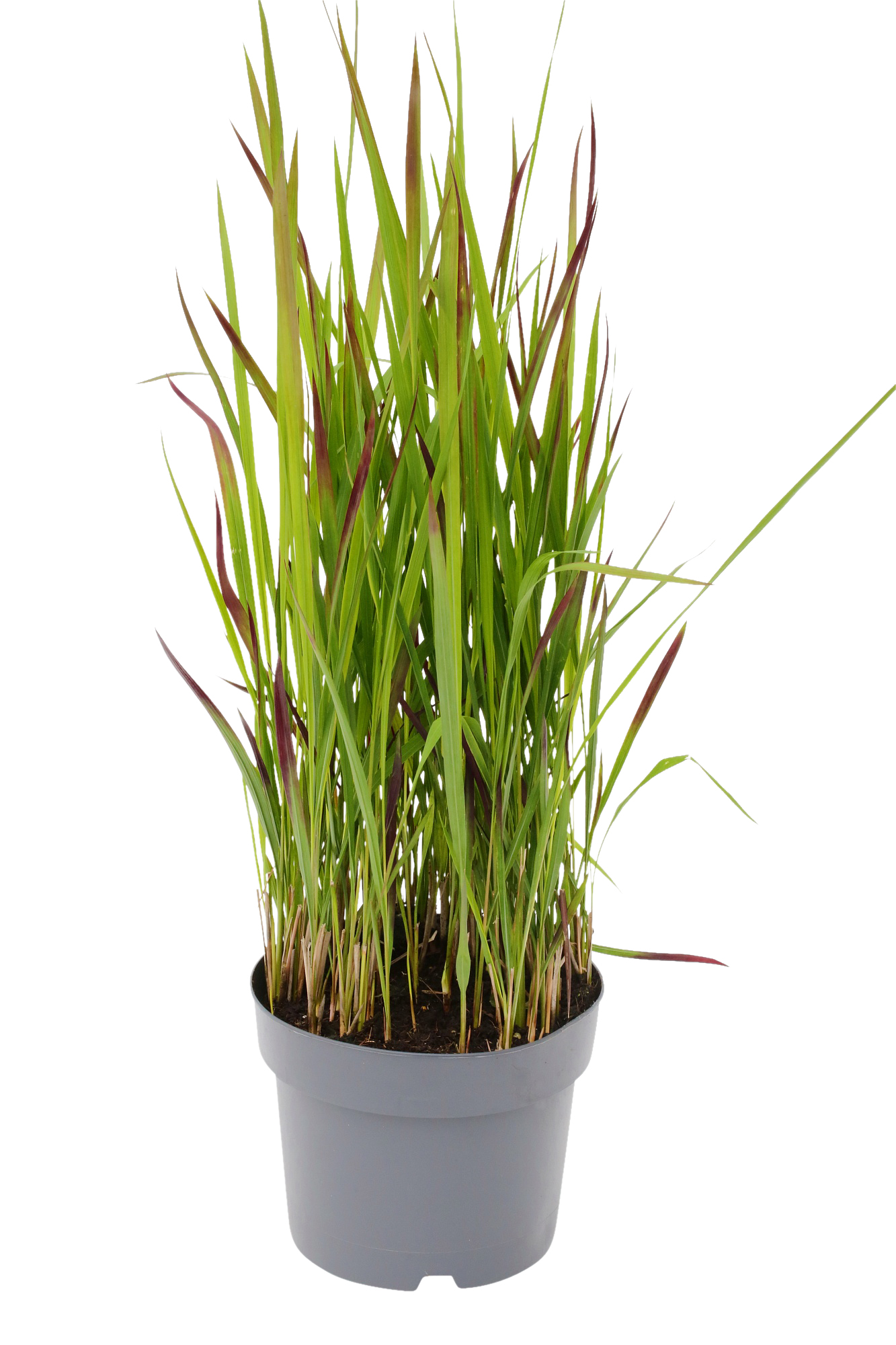 Imperata cyl. 'Red Baron' 19 cm