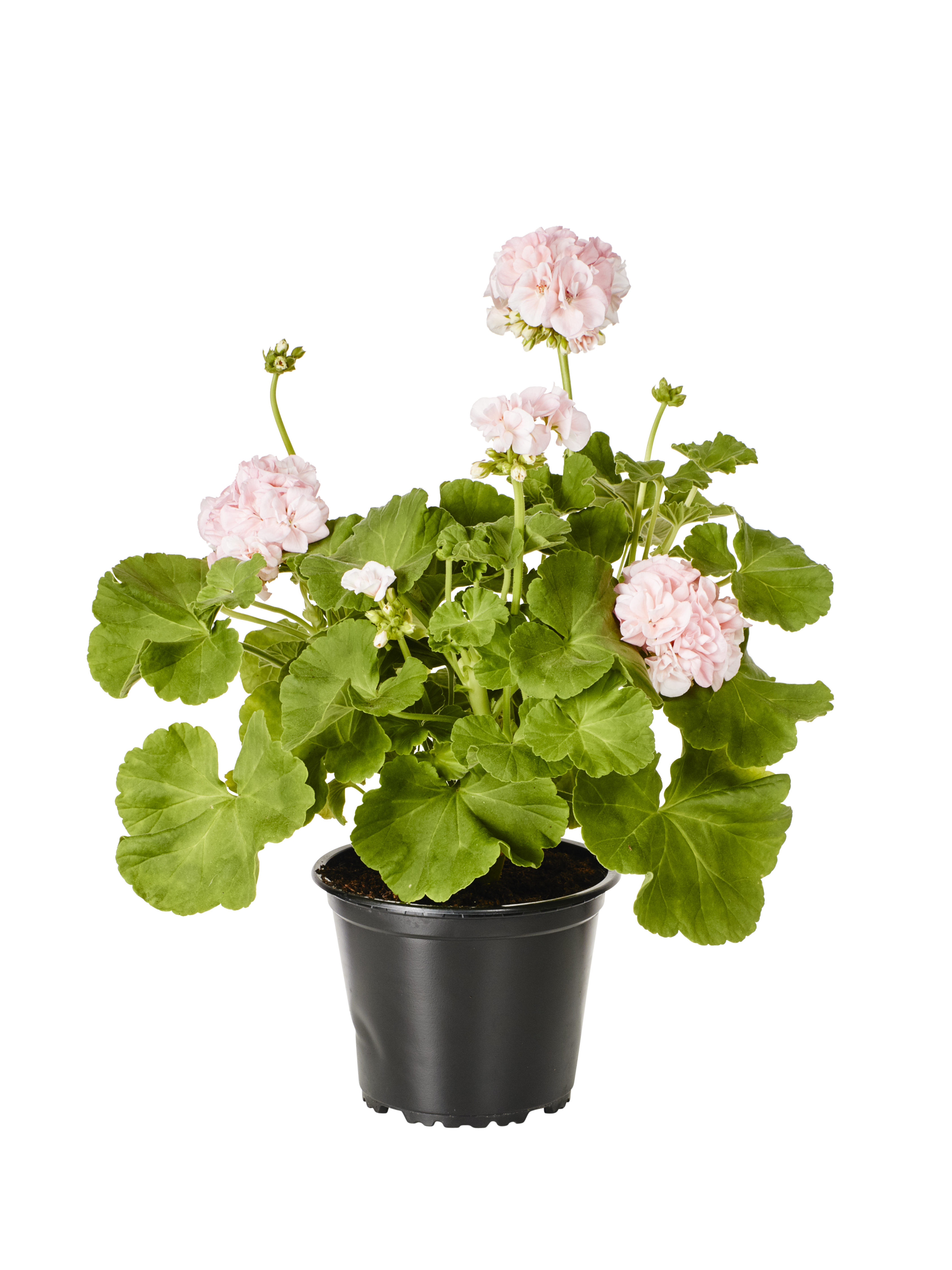 Pelargonia 'Dronning Ingrid'