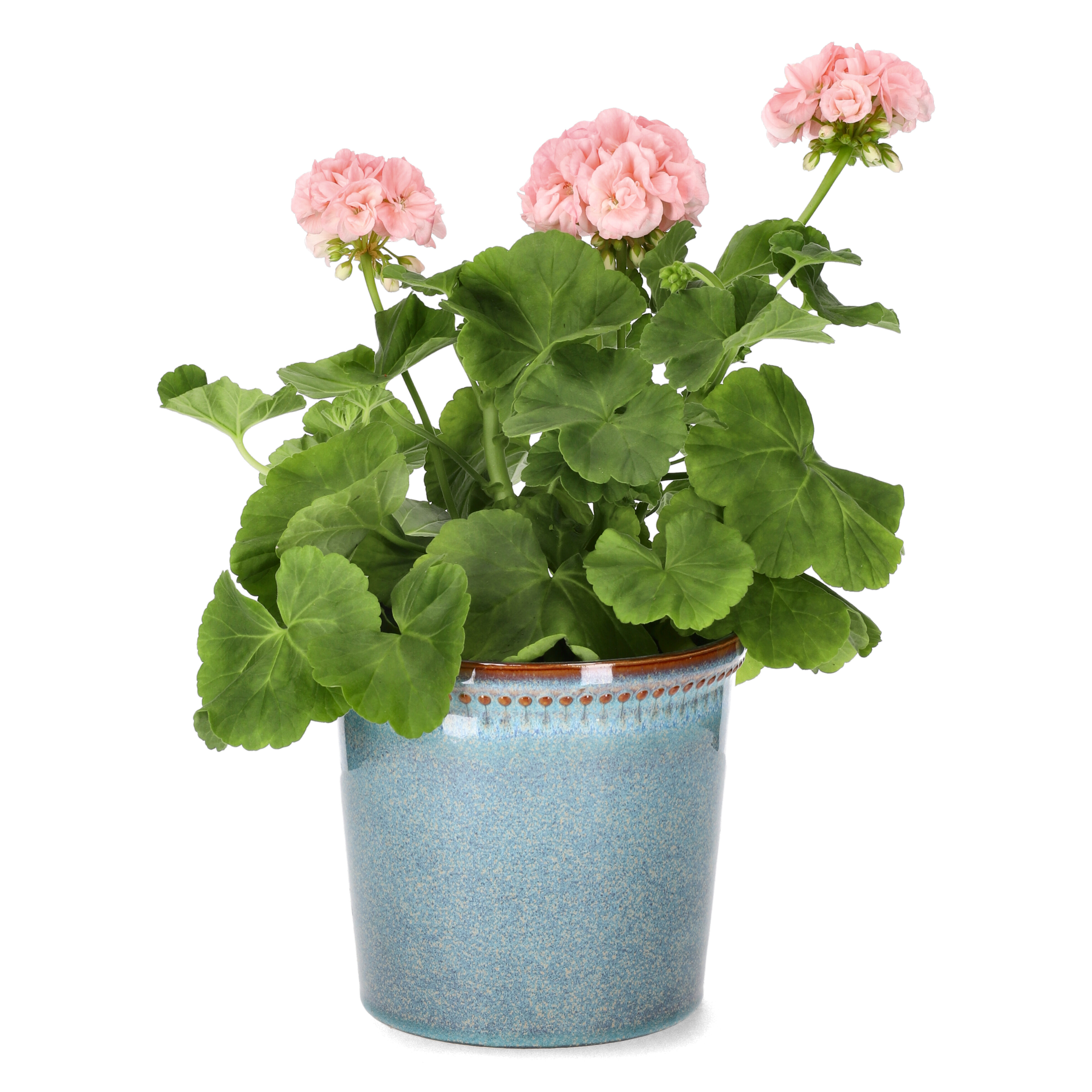 Pelargonia 'Dronning Ingrid'