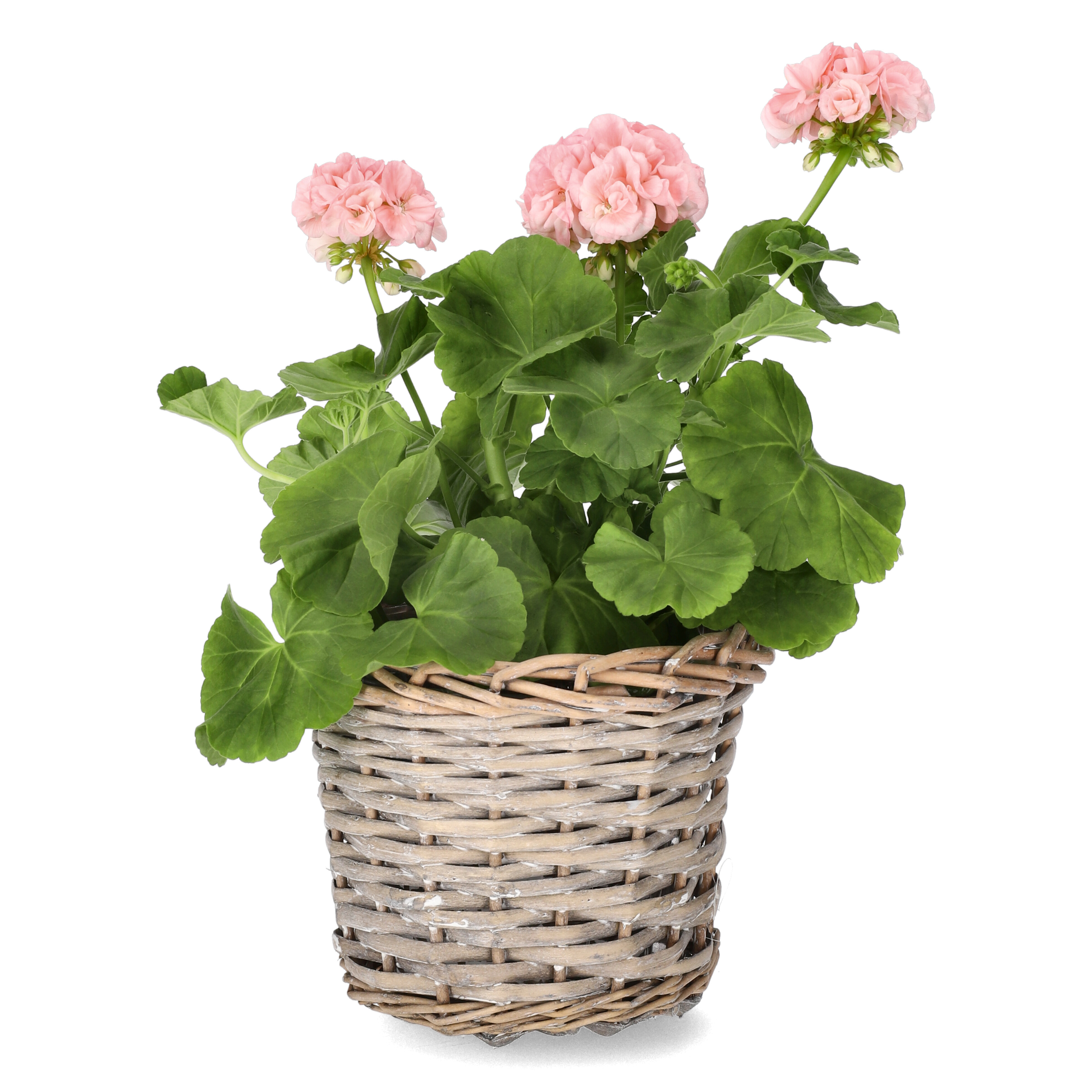 Pelargonia 'Dronning Ingrid'