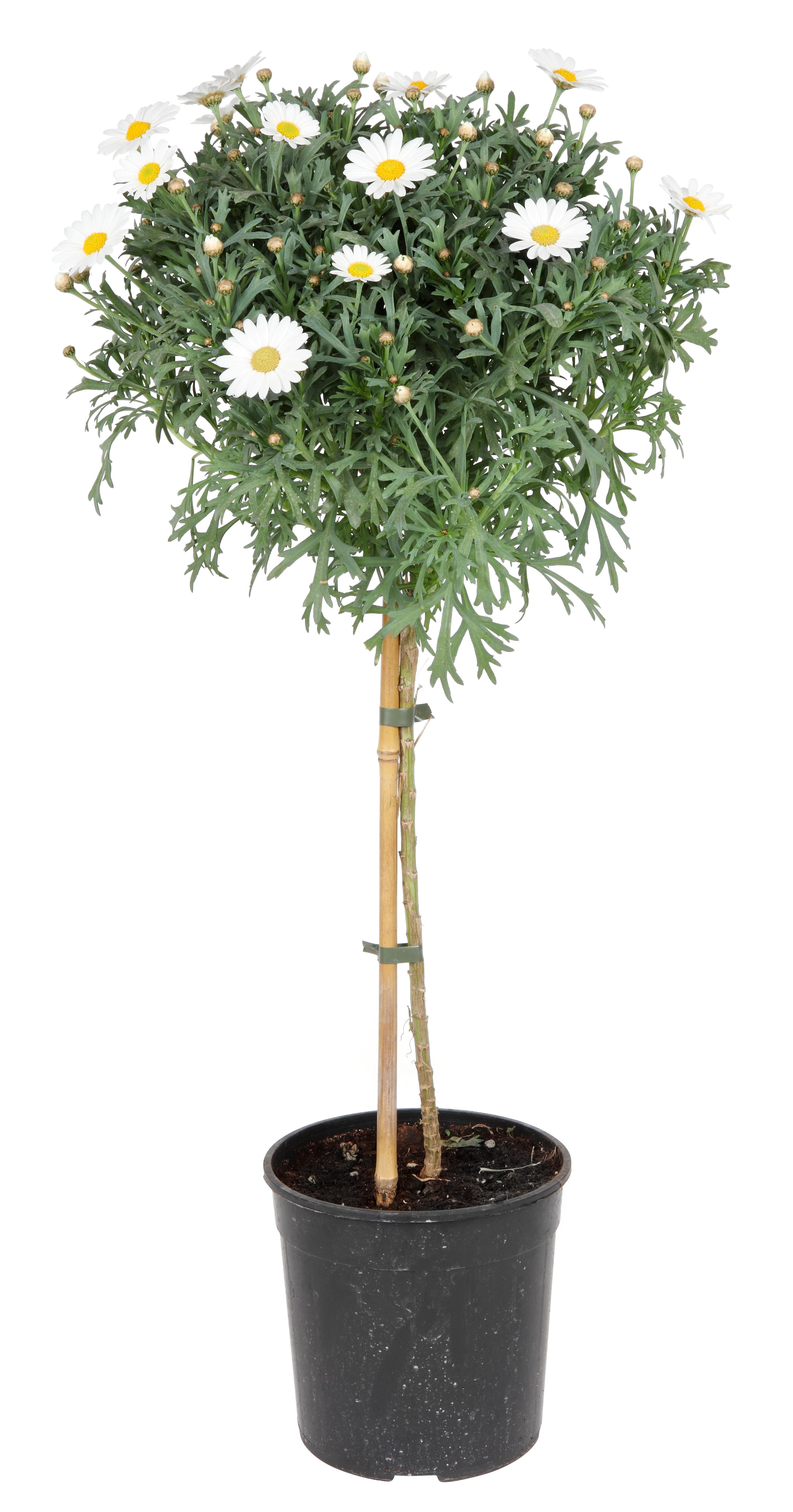 Margeritt oppstammet