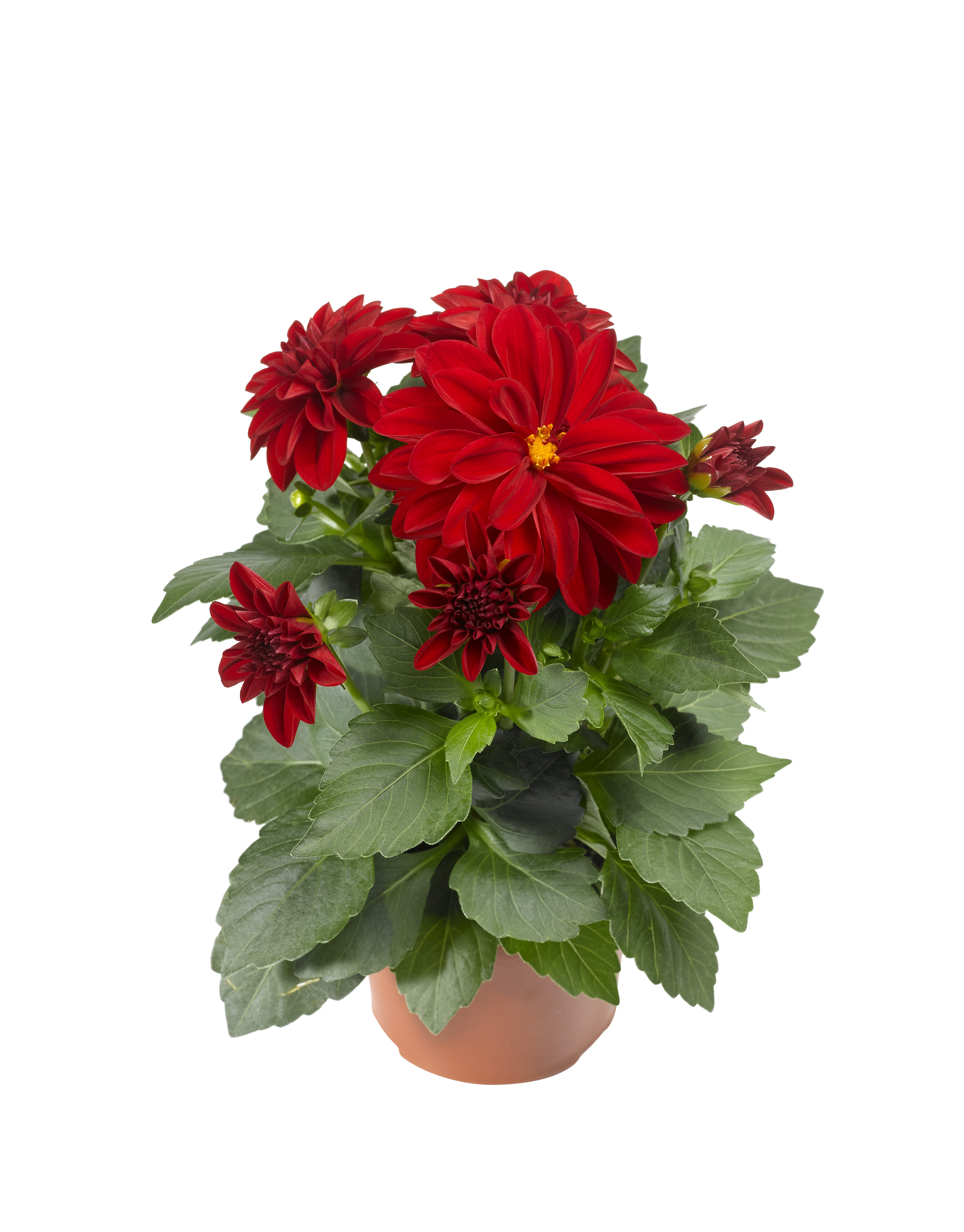 Dahlia green leaf, double fl. Red 12 cm