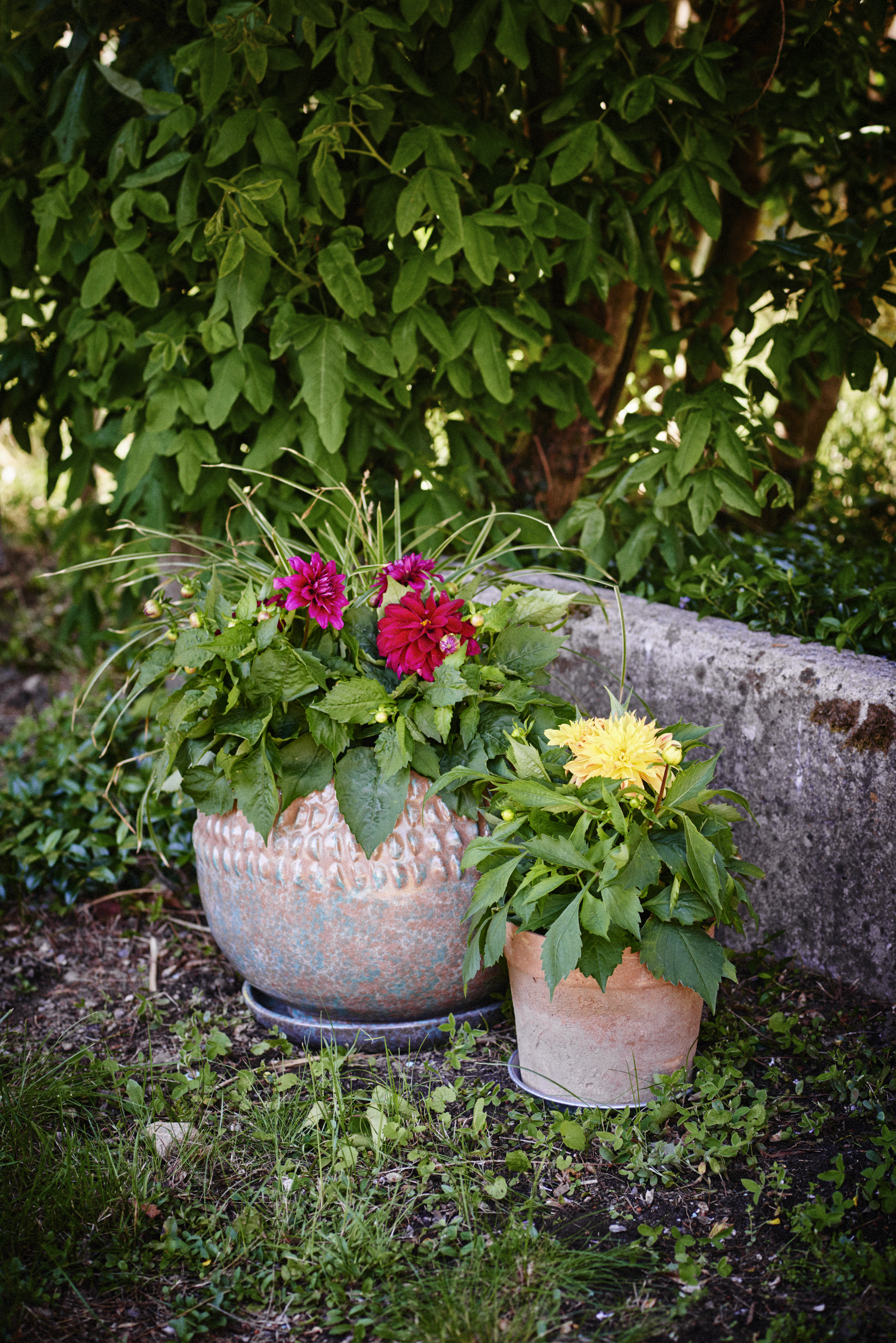 Dahlia green leaf, double fl. Red 12 cm