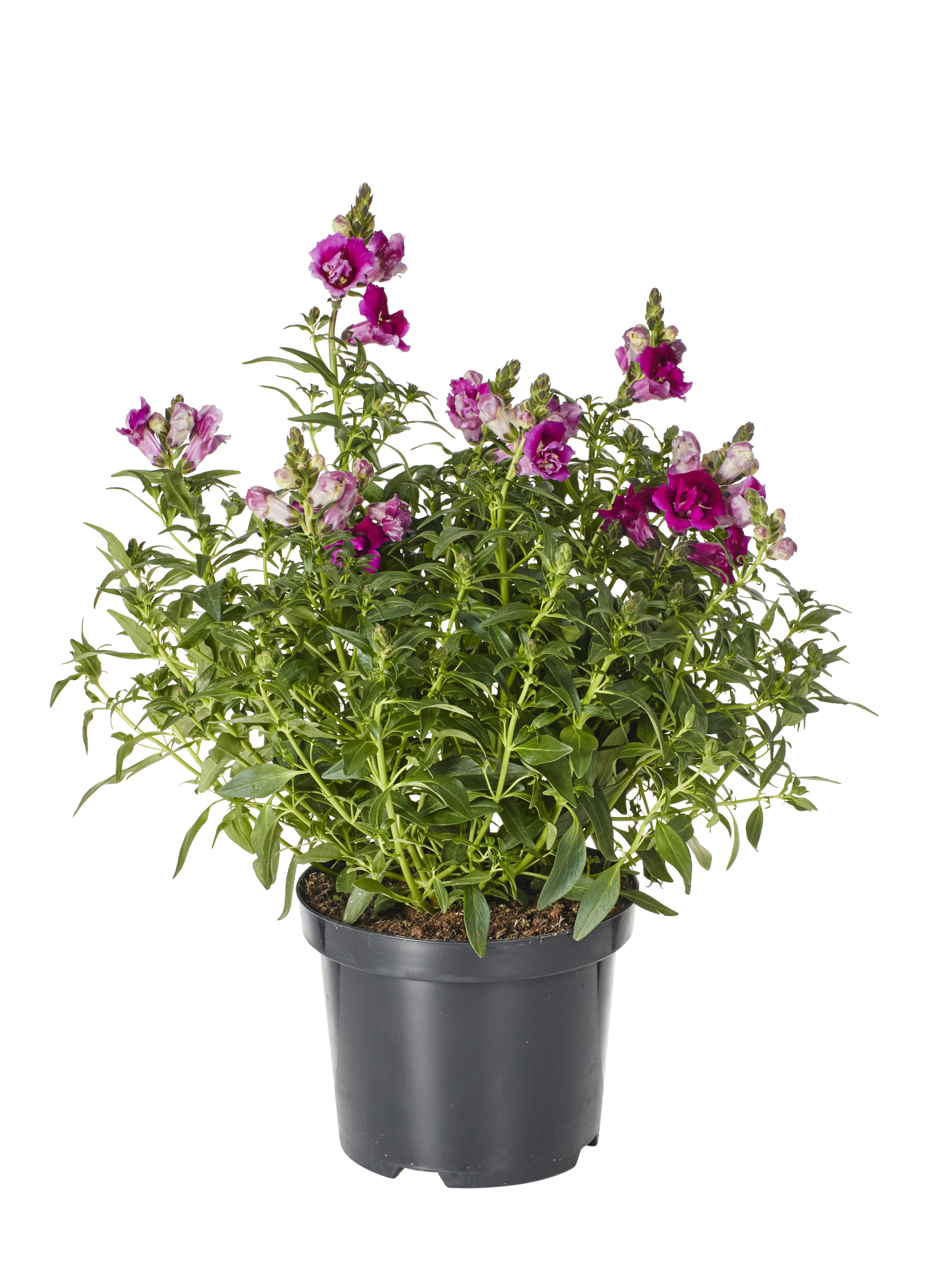 Antirrhinum 19 cm
