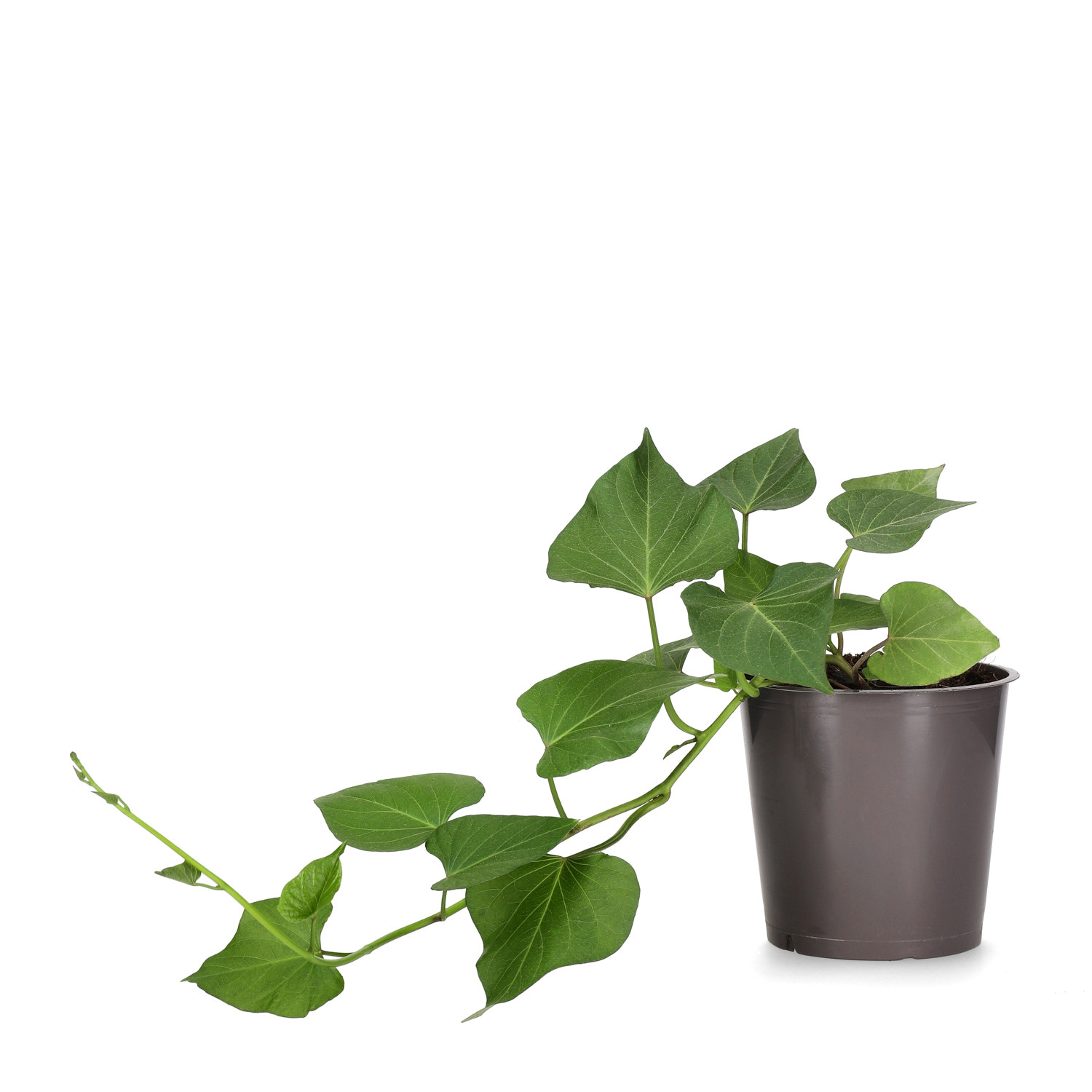 Ipomoea batat 'Sweet potato' 12 cm