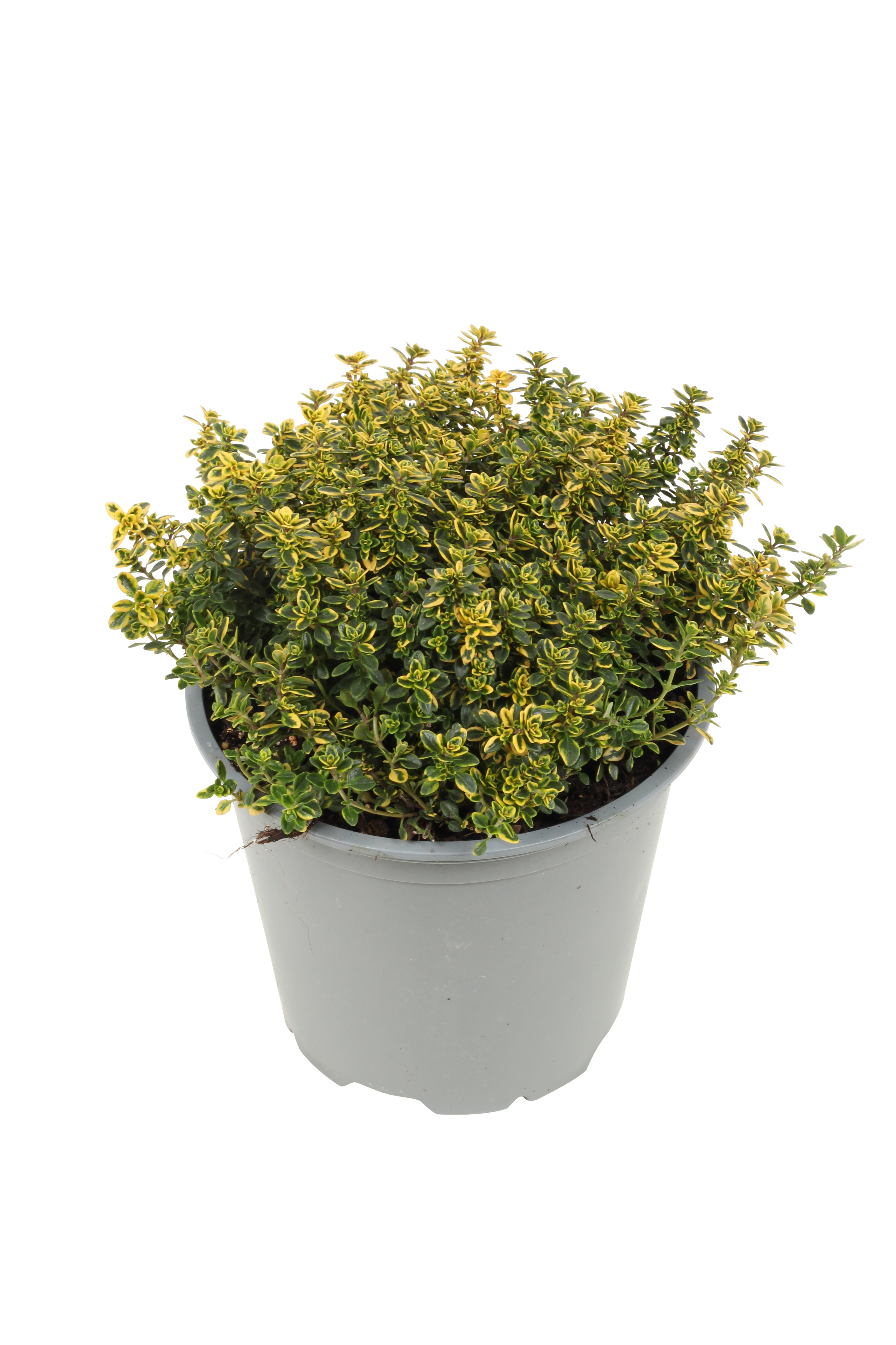 Citrontimjan 'Aureus'