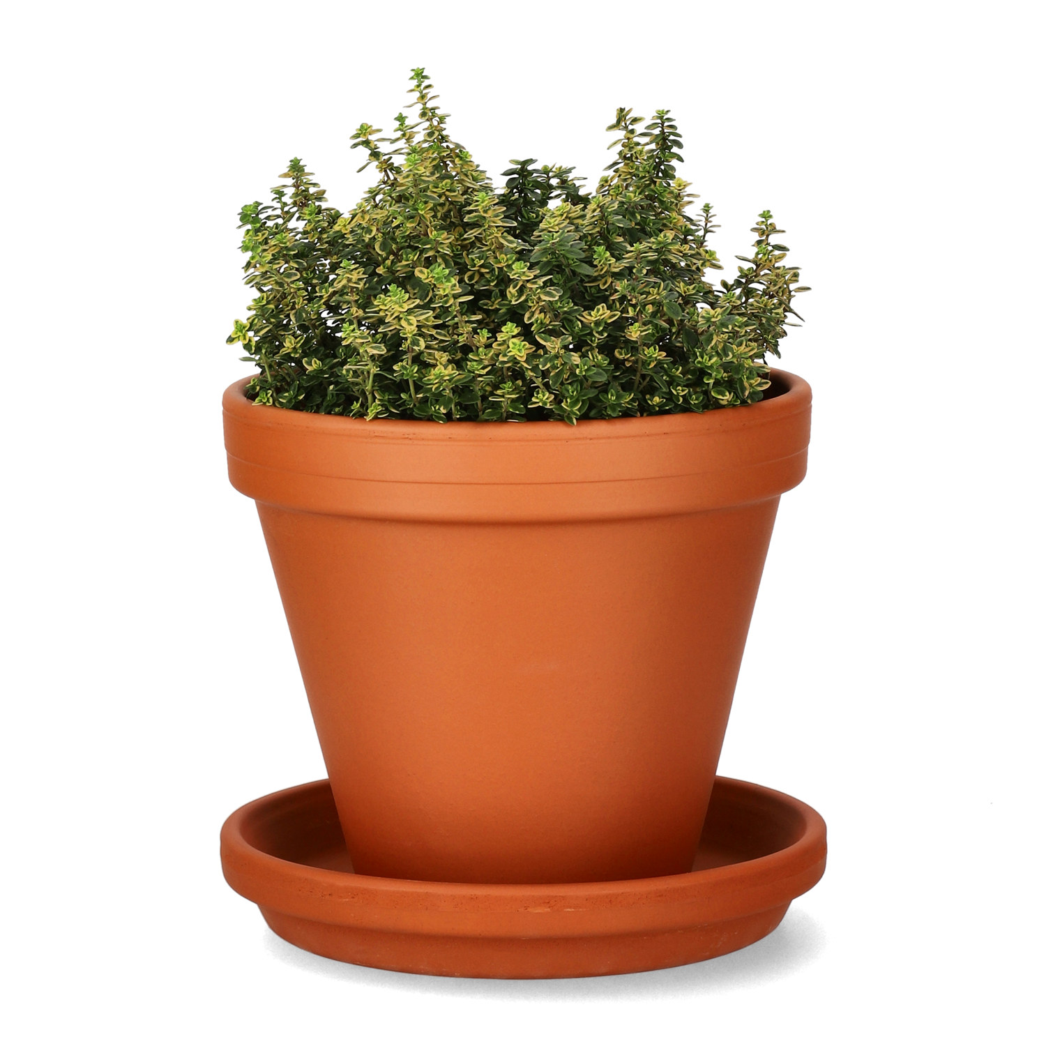 Citrontimjan 'Aureus'