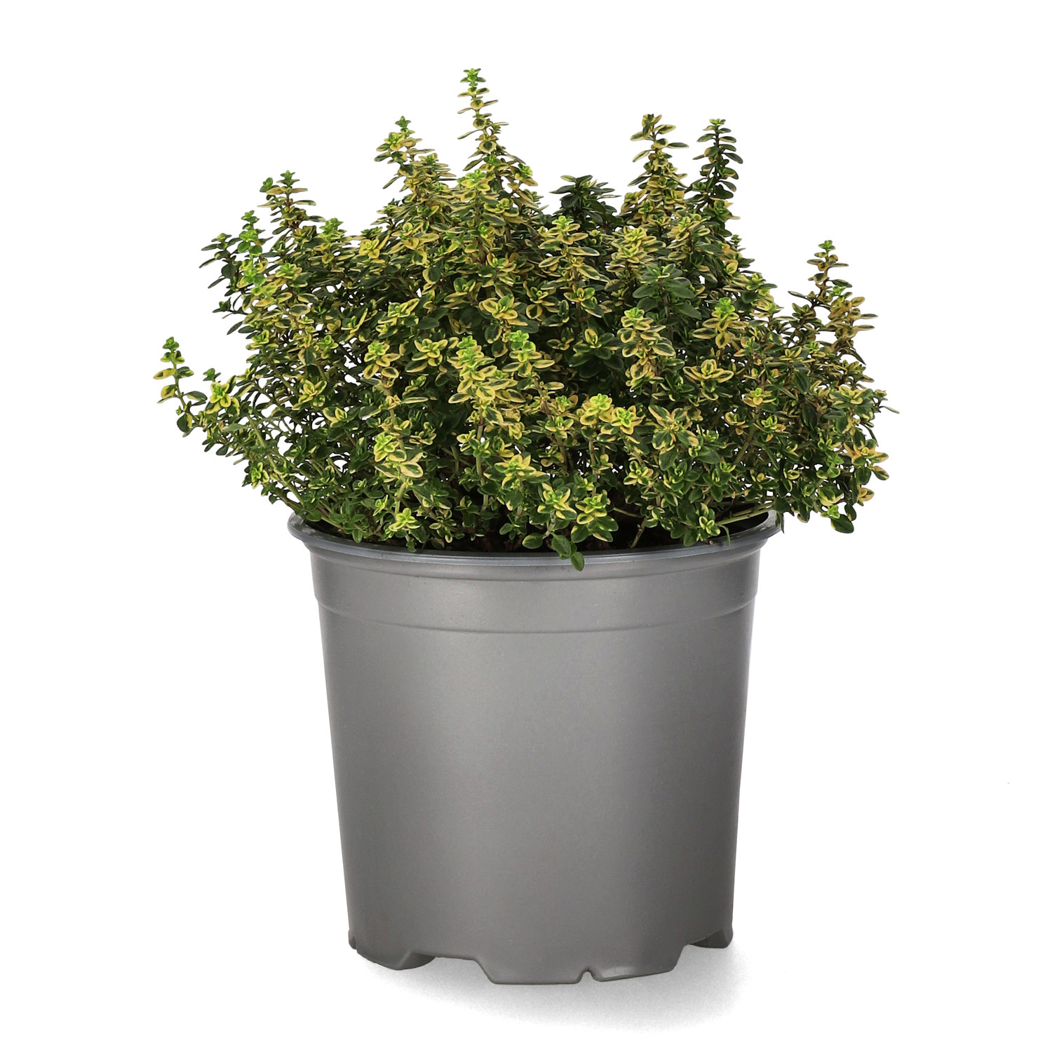 Citrontimjan 'Aureus'