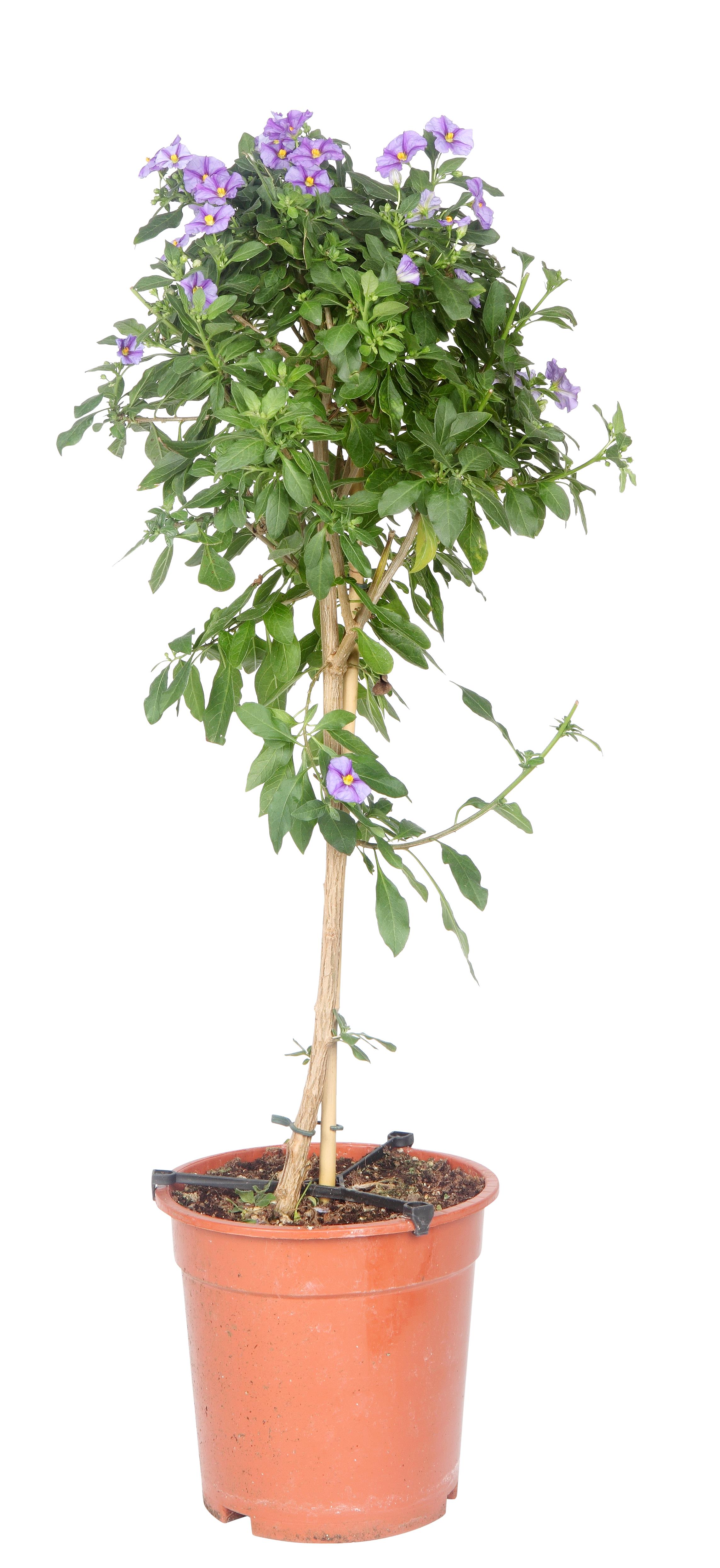 Himmelsöga på stam