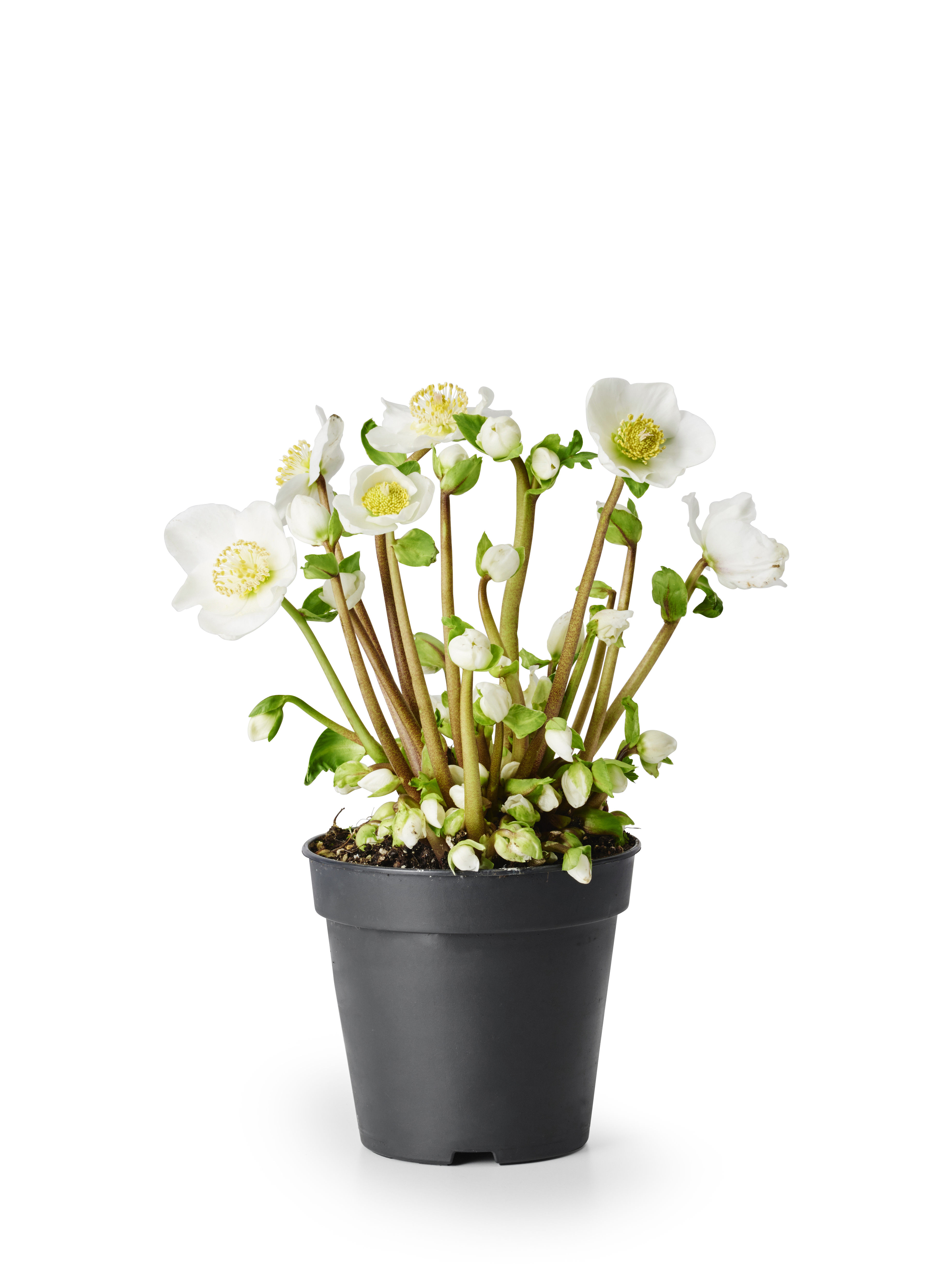 Helleborus 'Verboom Beauty' White 15+ 12 cm
