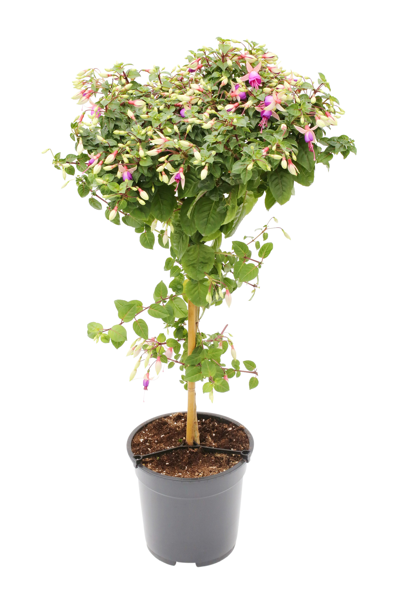 Fuchsia på stam