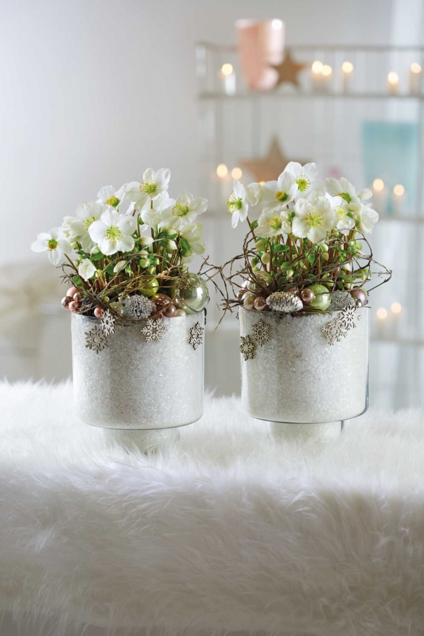 Helleborus 'Verboom Beauty' White 15+ 12 cm