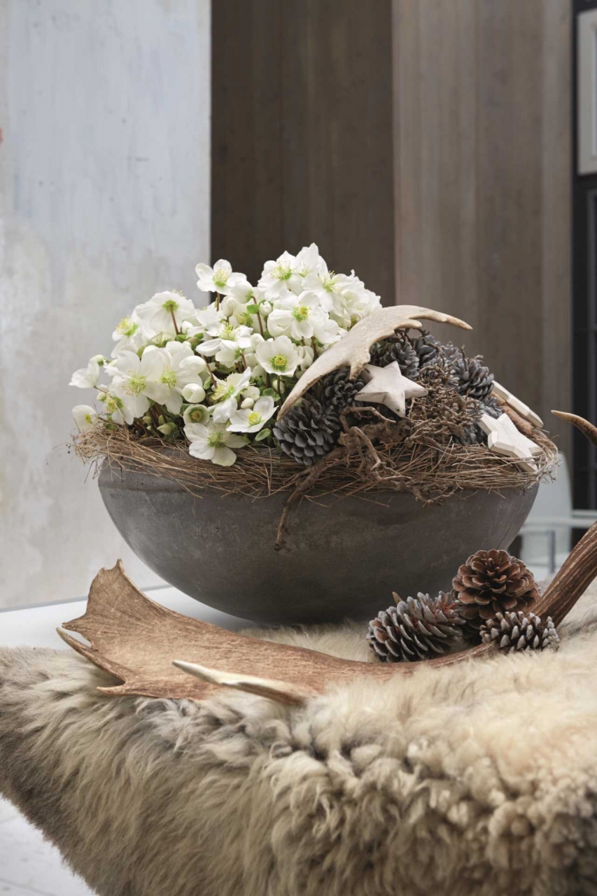 Helleborus 'Verboom Beauty' White 15+ 12 cm