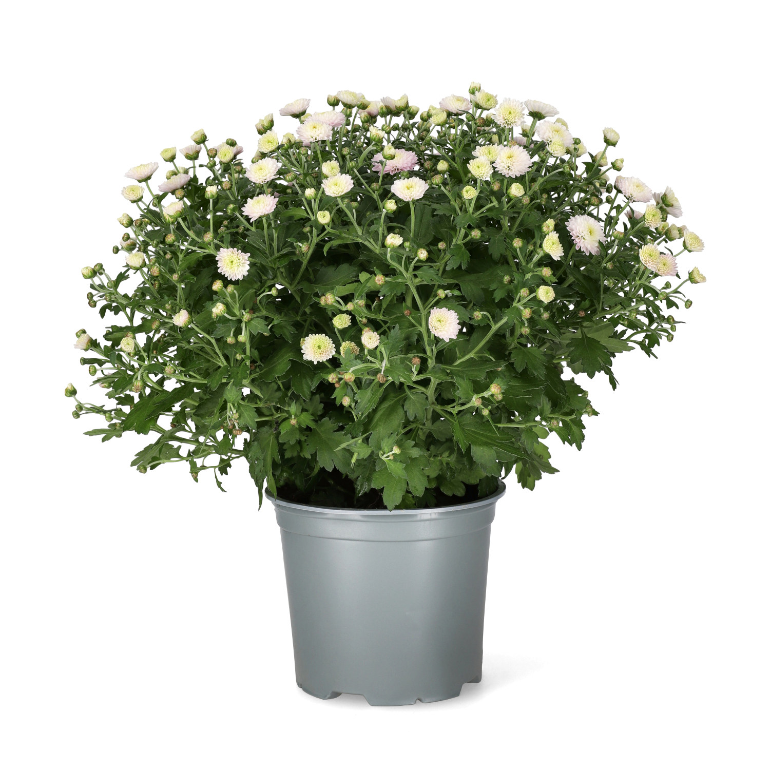 Chrysanthemum ind. Pink 15 cm