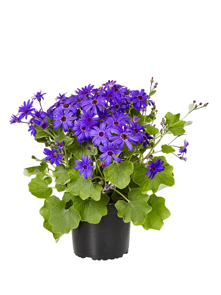 Cineraria Senetti