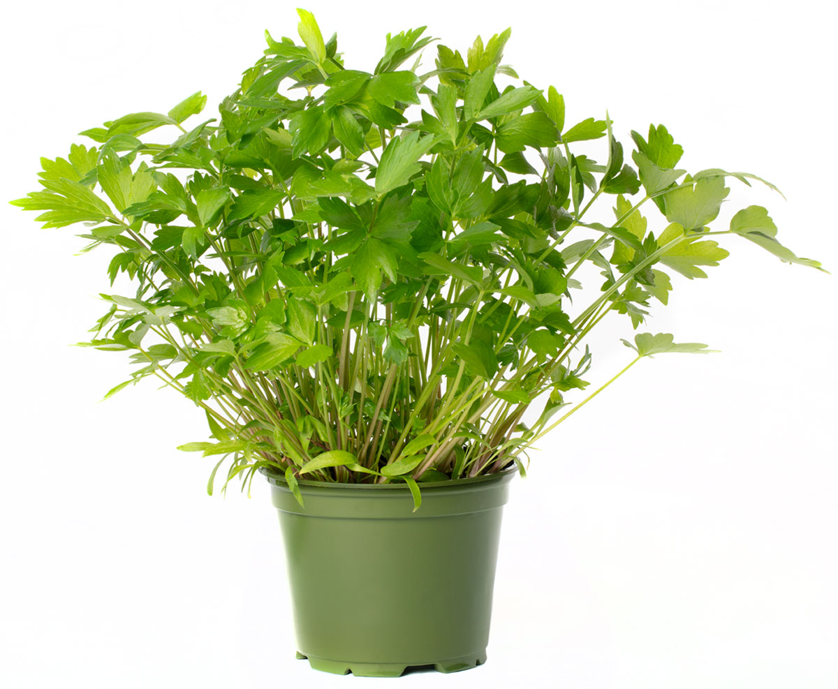 All N. Levisticum officinale 12 cm